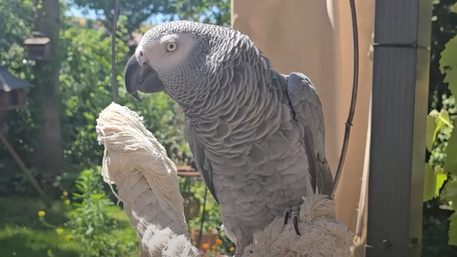 Video: Die ganze Familie sucht Graupapagei Johnny