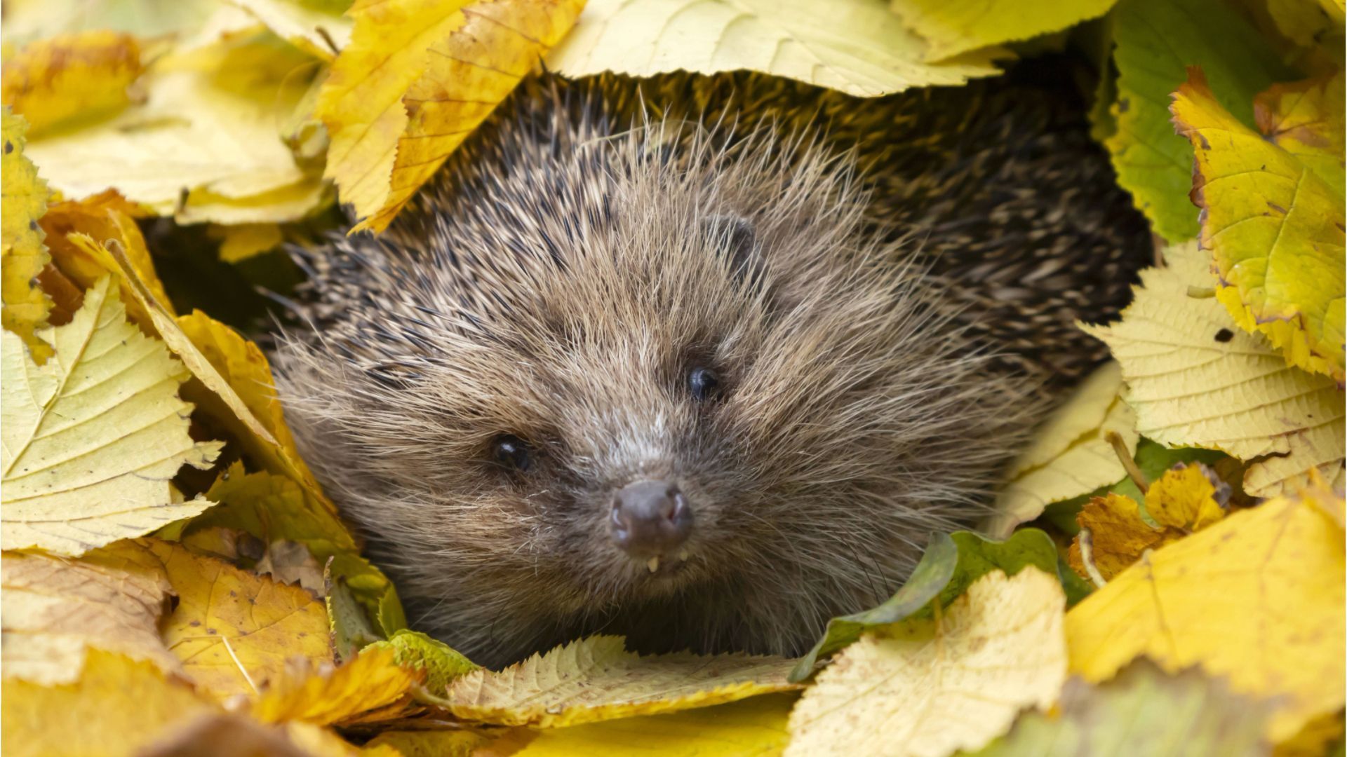 Video: So helfen Sie Wildtieren im Winter