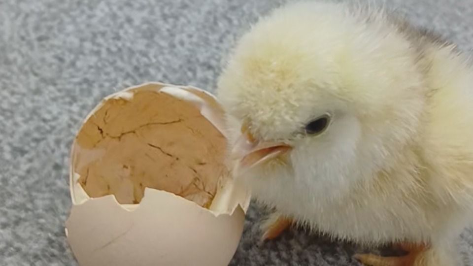 Video: Bunte Eier nicht nur zur Osterzeit