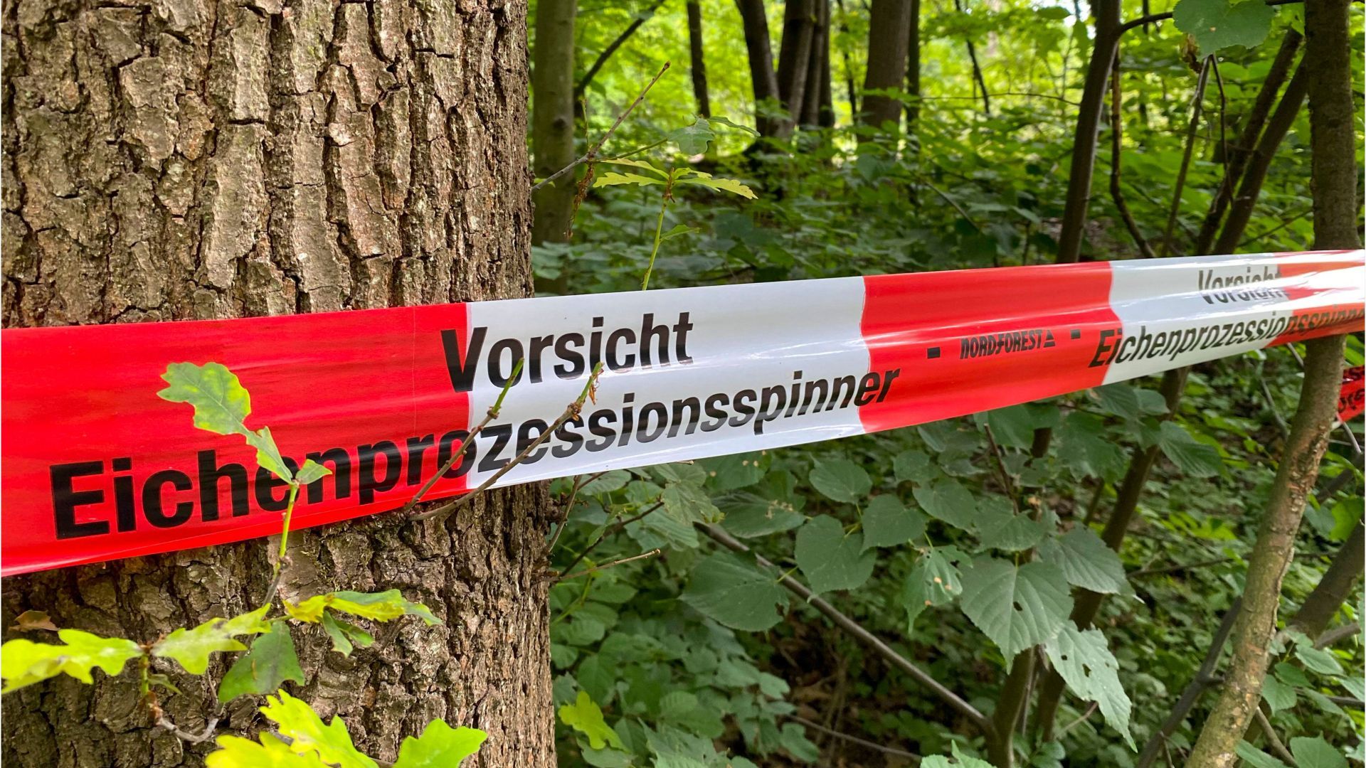 Video: Raupen-Alarm: Darum sollten Hundehalter Eichen meiden