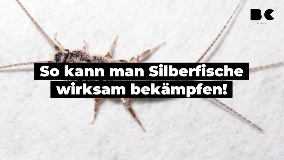 So kann man Silberfische wirksam bekämpfen! BuzzClips