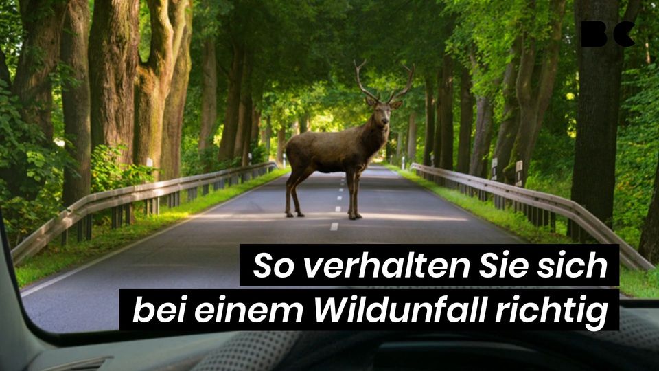 Sie Hatten Einen Wildunfall. Wie Verhalten Sie Sich Jetzt Richtig