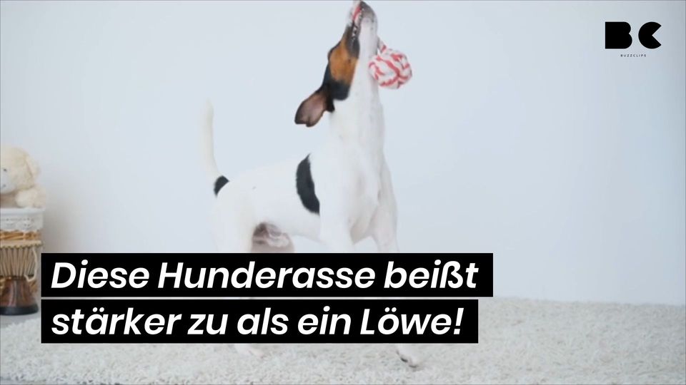 Diese Hunderasse Beißt Stärker Zu Als Ein Löwe Buzzclips 