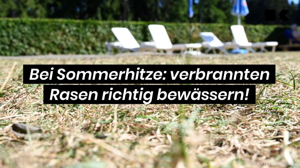 Bei Sommerhitze verbrannten Rasen richtig bewässern! BuzzClips