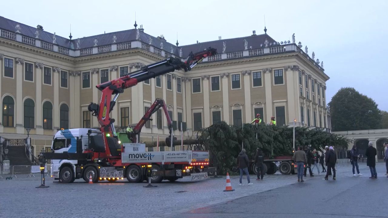 Stattliche Tanne am Weihnachtsmarkt Schloss Schönbrunn aufgestellt