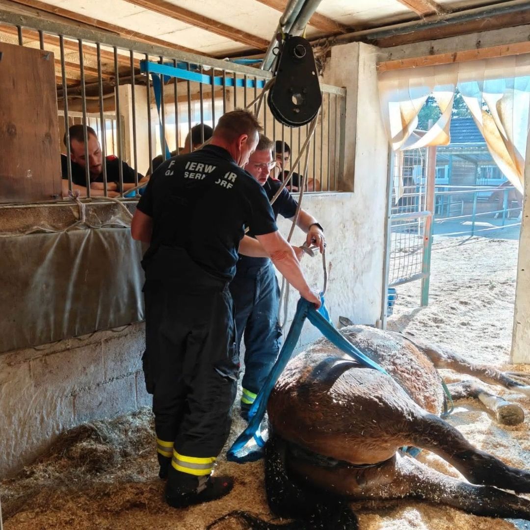 Video: Tierrettung im Stall: Pferd mit Hebevorrichtung aufgerichtet