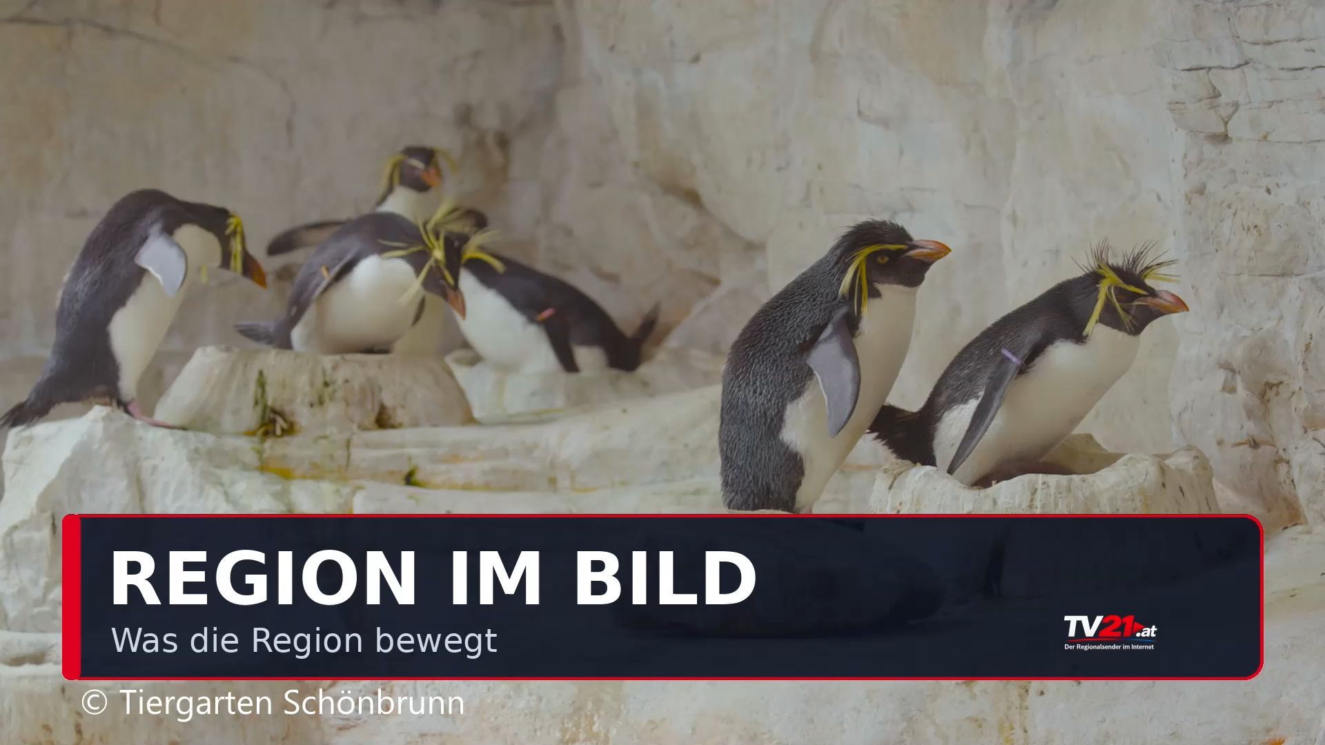 Video: Pinguin-Paare im Tiergarten Schönbrunn Sie brütet, er baut und klaut