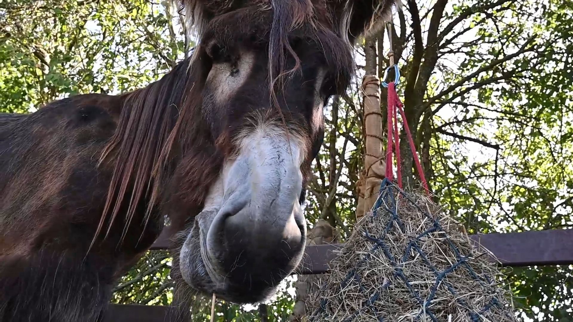 Video: Poitou-Esel Fridolin braucht einen Kumpel