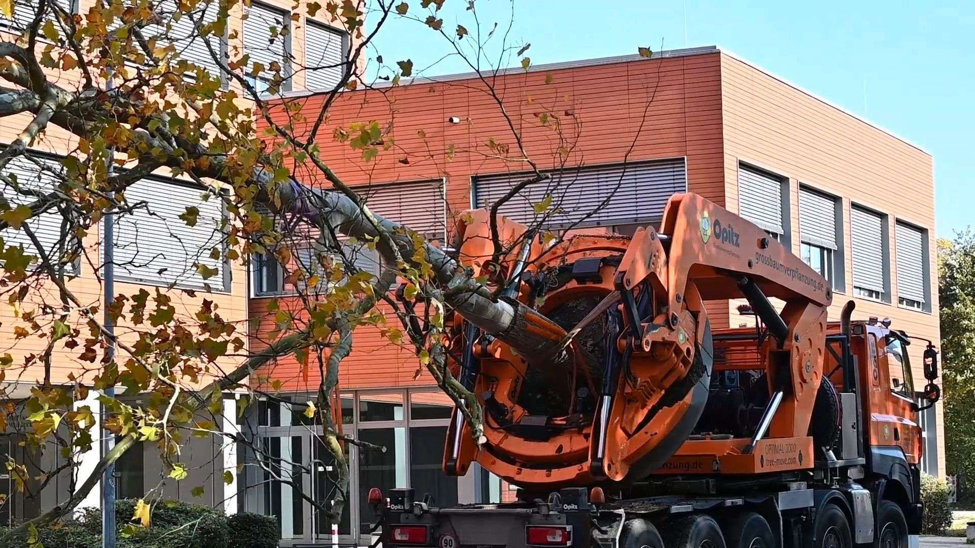 Video: Am Schulzentrum Wolbeck hat die Baumverpflanzung begonnen