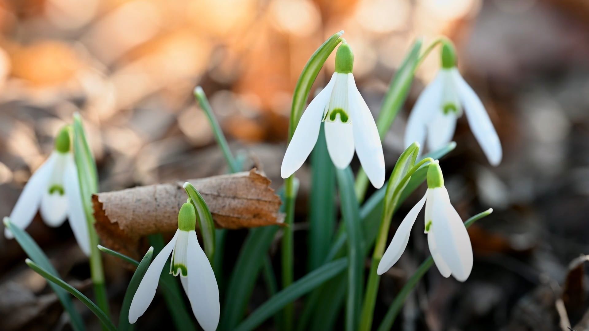 Bring Color to Your Garden with These Winter-Blooming Plants