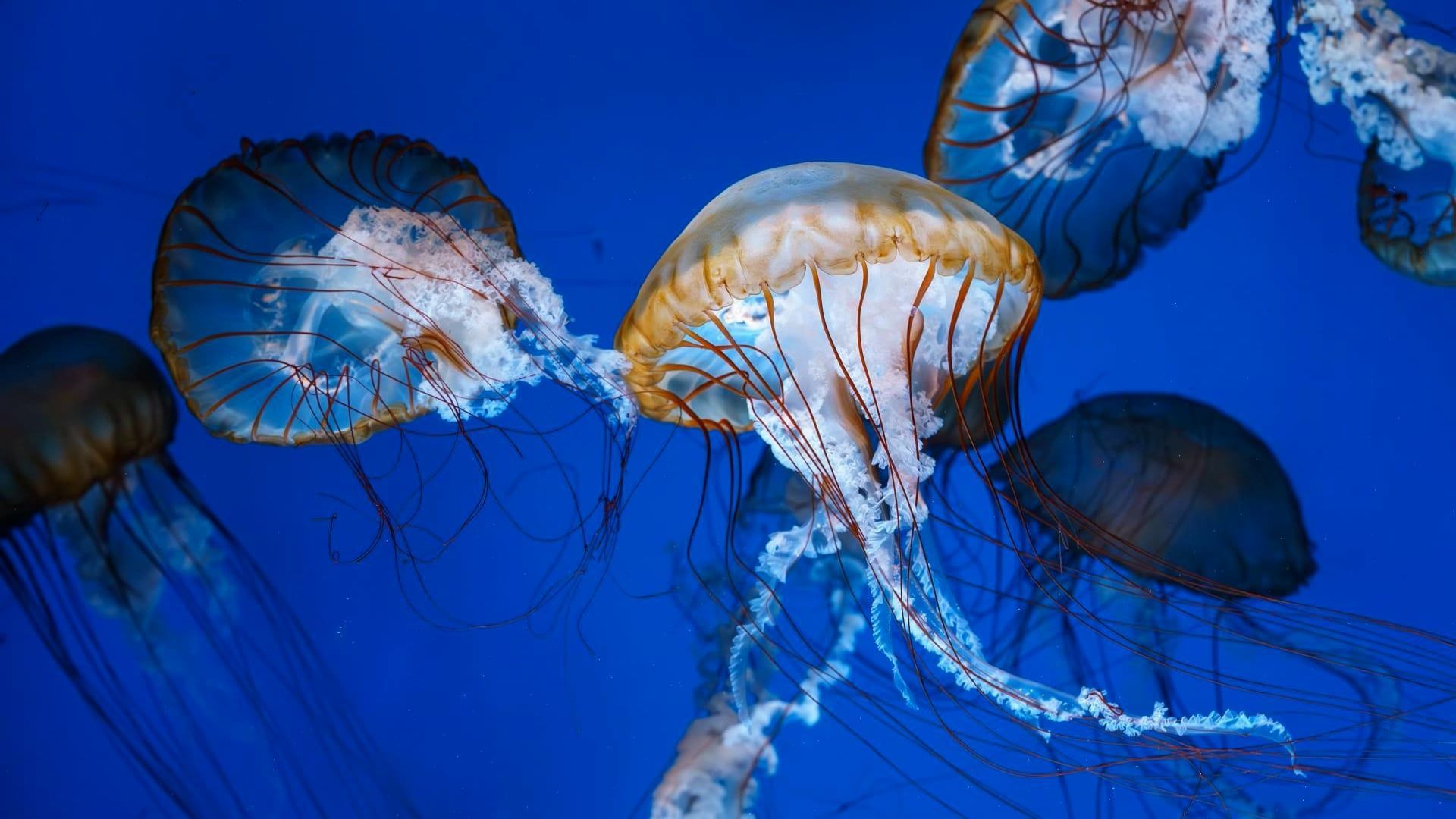 Why Urine Doesn't Help with Jellyfish Stings