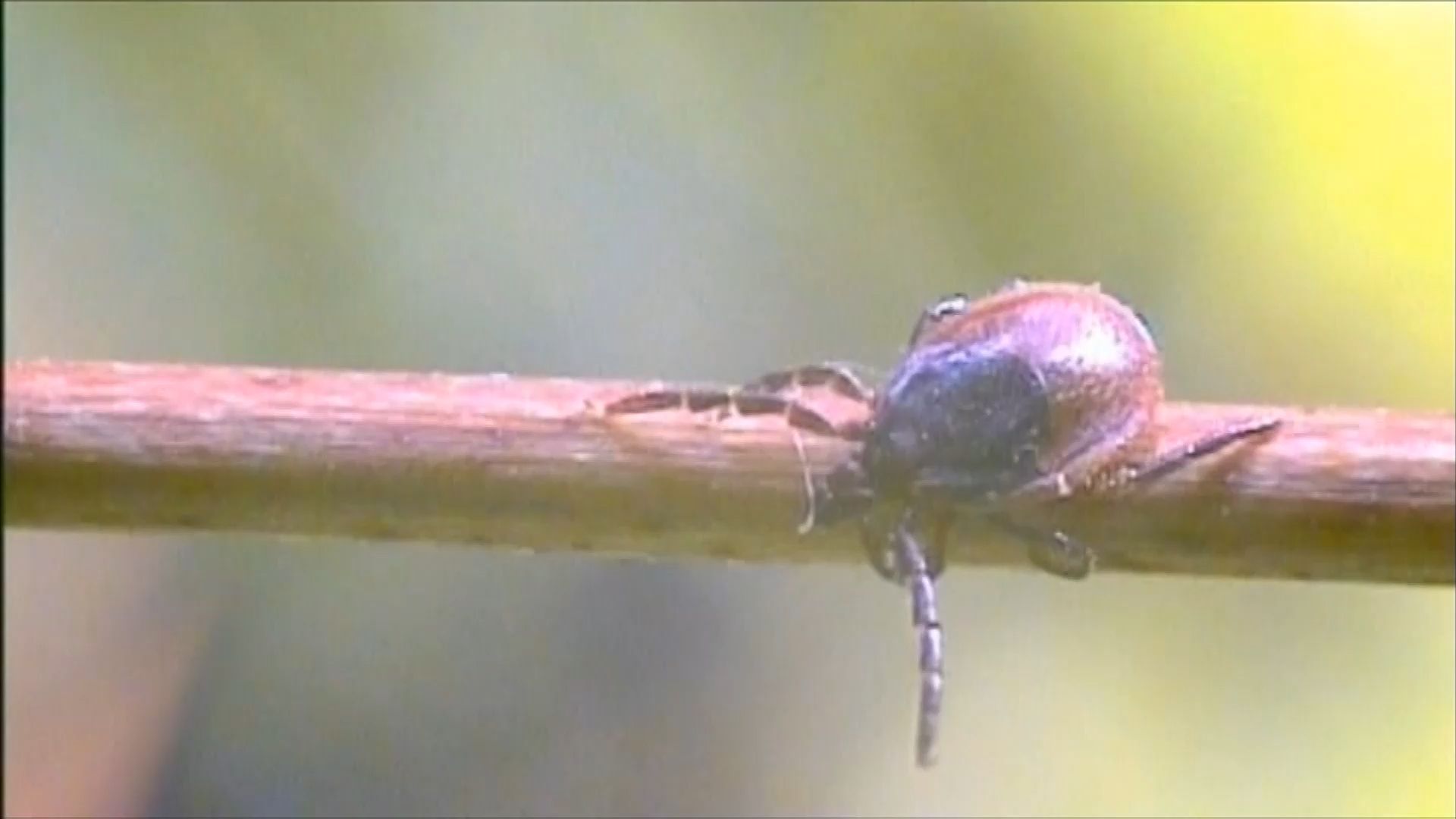 Bavaria as a risk area: 2025 more cases of Lyme disease