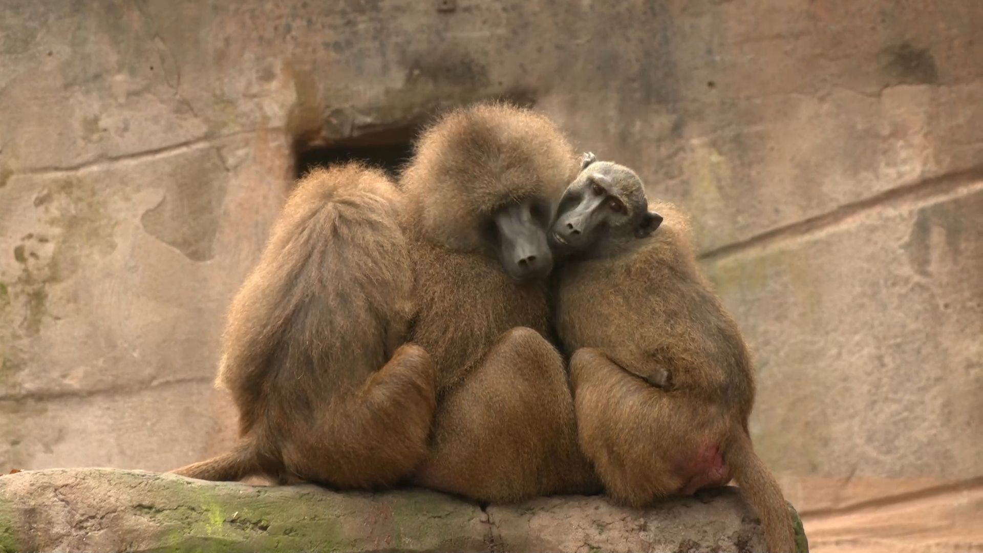 After the killing in July: How are the baboons at Nuremberg Zoo doing today?