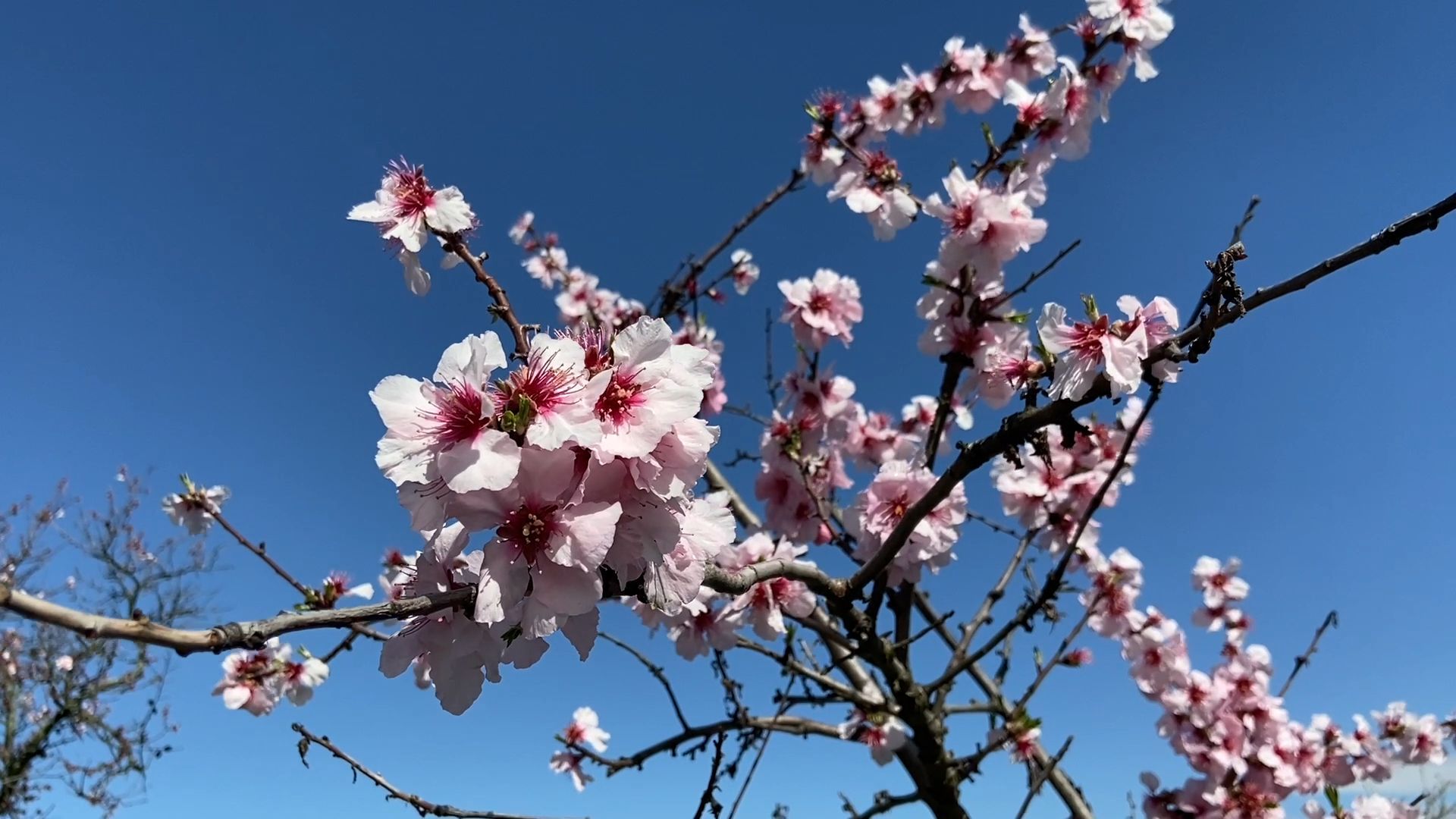 Almond Blossom Festival 2023 in Neustadt-Gimmeldingen
