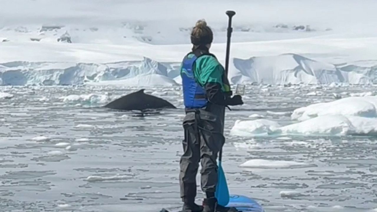 Familie wird beim Paddeln in der Antarktis von einer Gruppe Buckelwale begrüßt