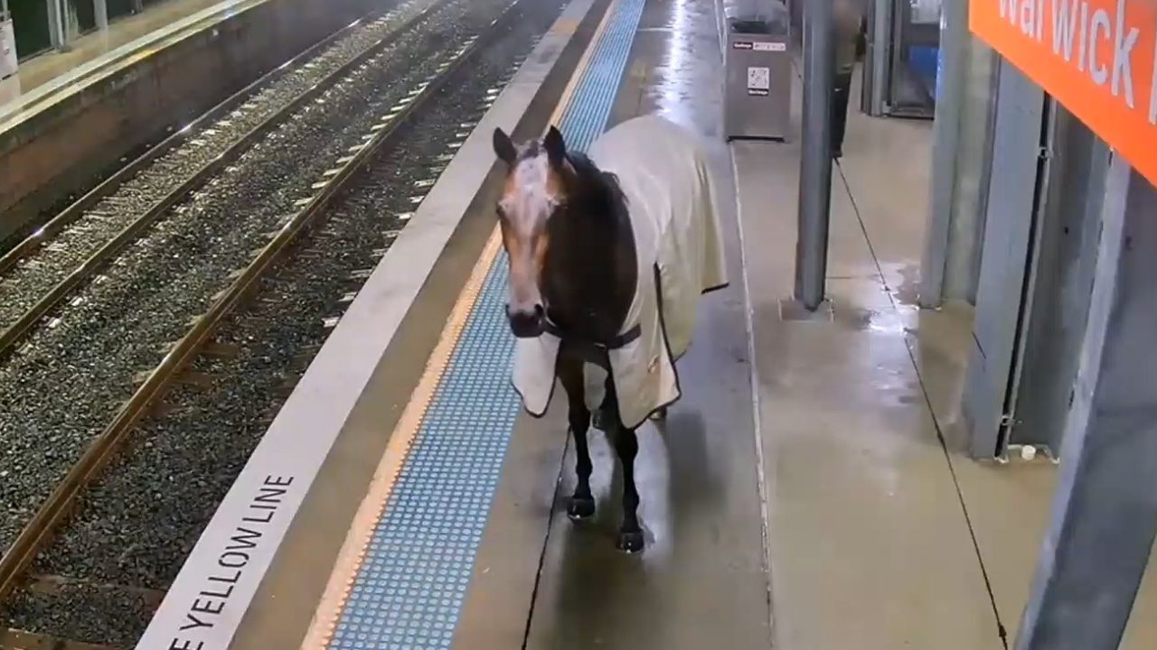 Entlaufenes Pferd wandert auf einen Bahnsteig