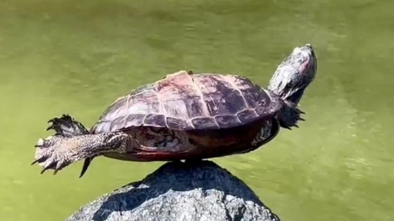 Erstaunlicher Moment: Eine Schildkröte balanciert freihändig auf einem Felsen