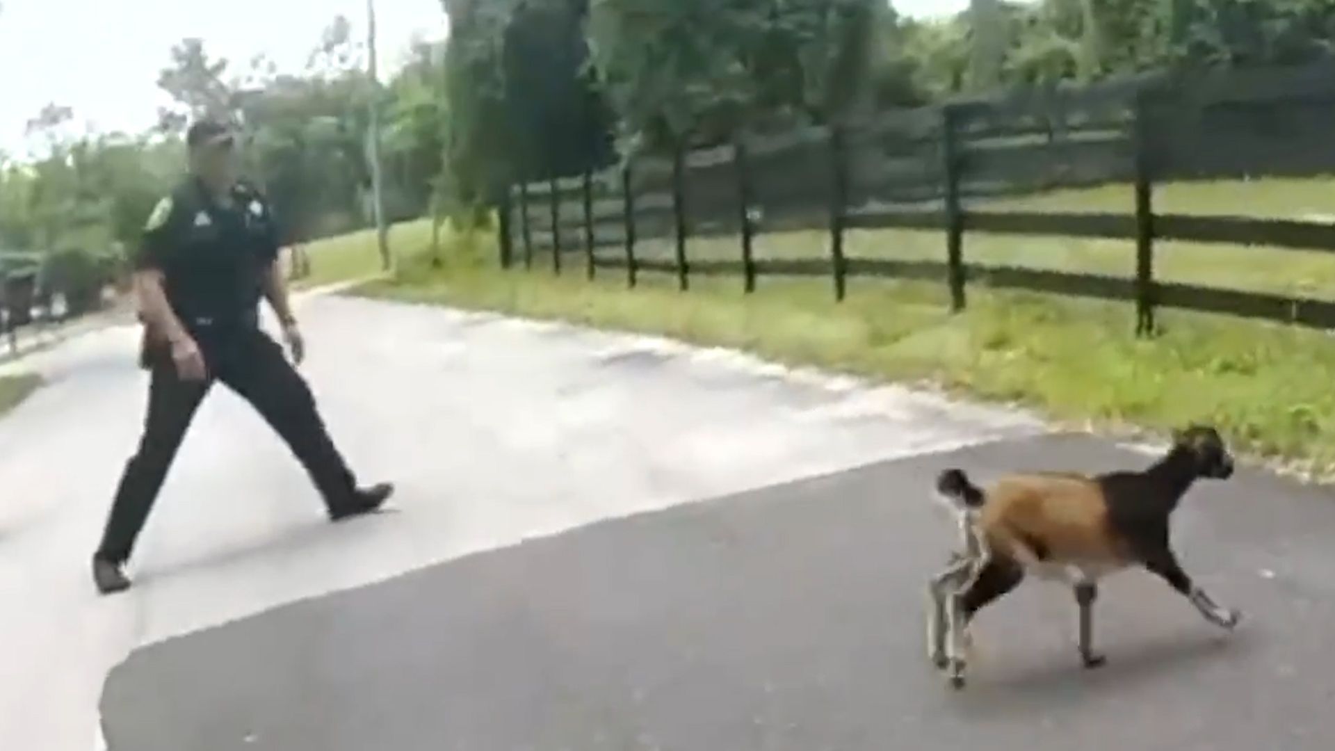 Lustiges Video zeigt eine Ziege dass lauft weg von Polizei