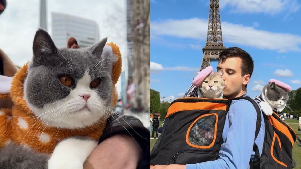 The personal vacation costs for cats amount to a total of €21,000 for 10 trips in two years.