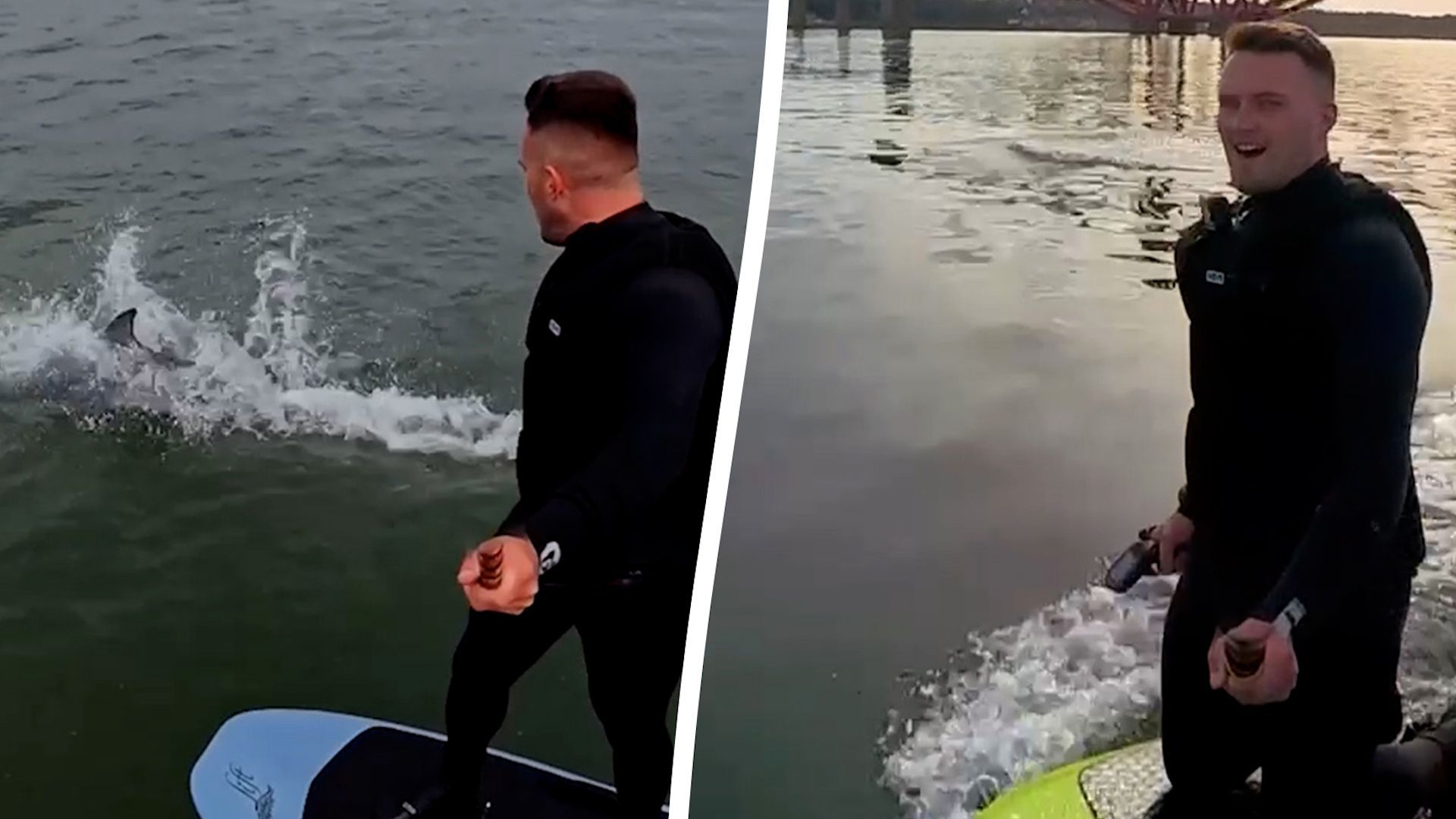 Video: Unglaublicher Moment: Delfin schwimmt neben eFoiler