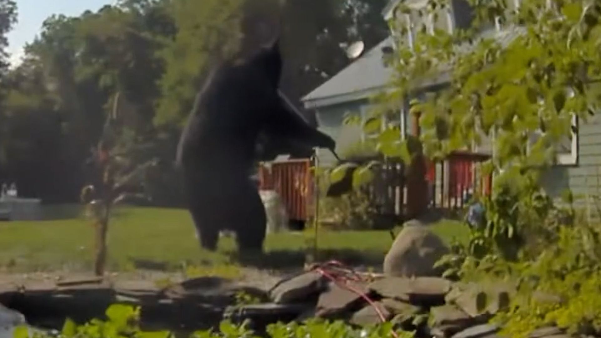 Huge 180 kg Bear Toppled Birdhouse in US Neighborhood