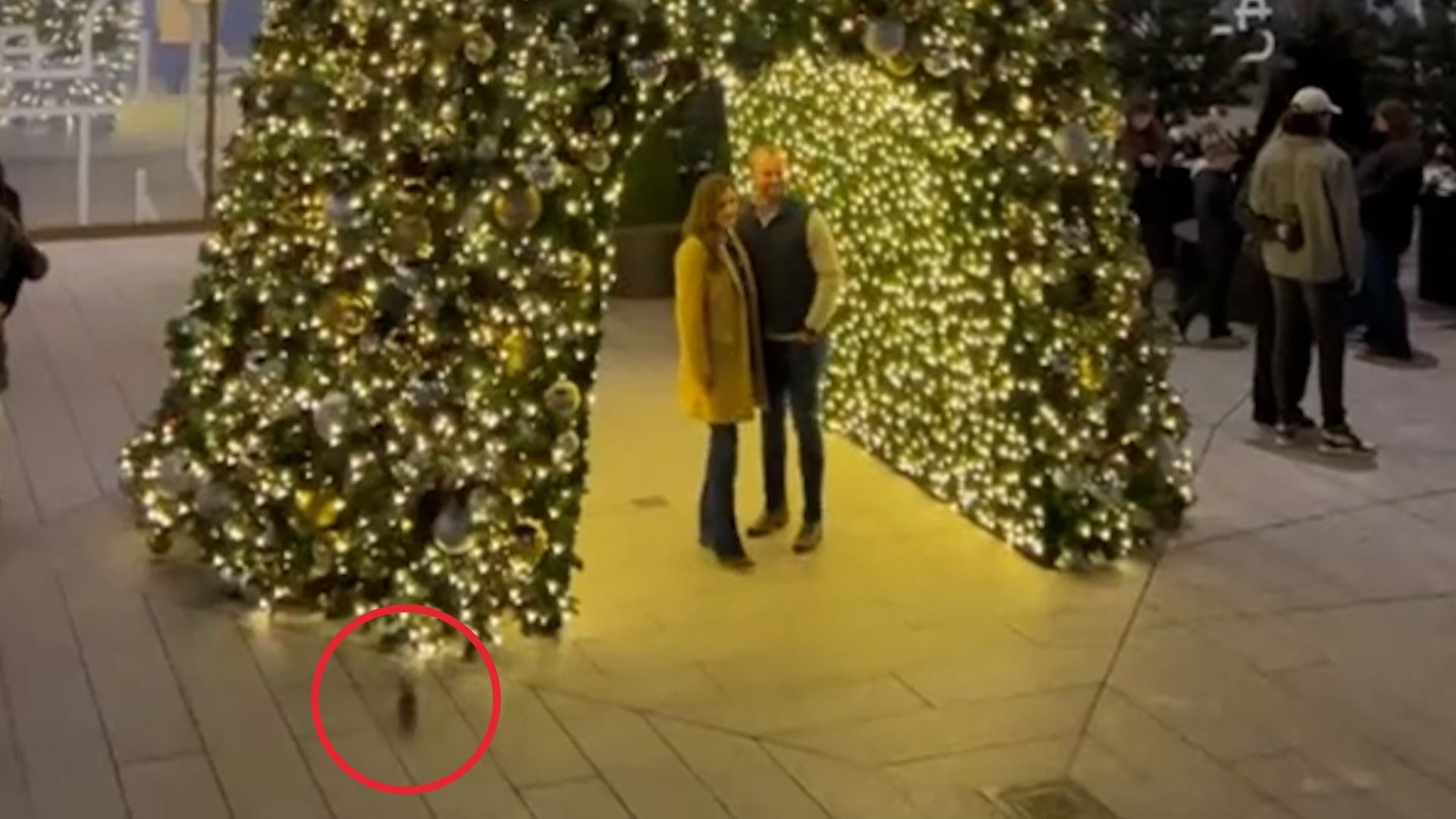 Video: Romantischer Heiratsantrag eines Paares durch eine huschende Ratte ruiniert