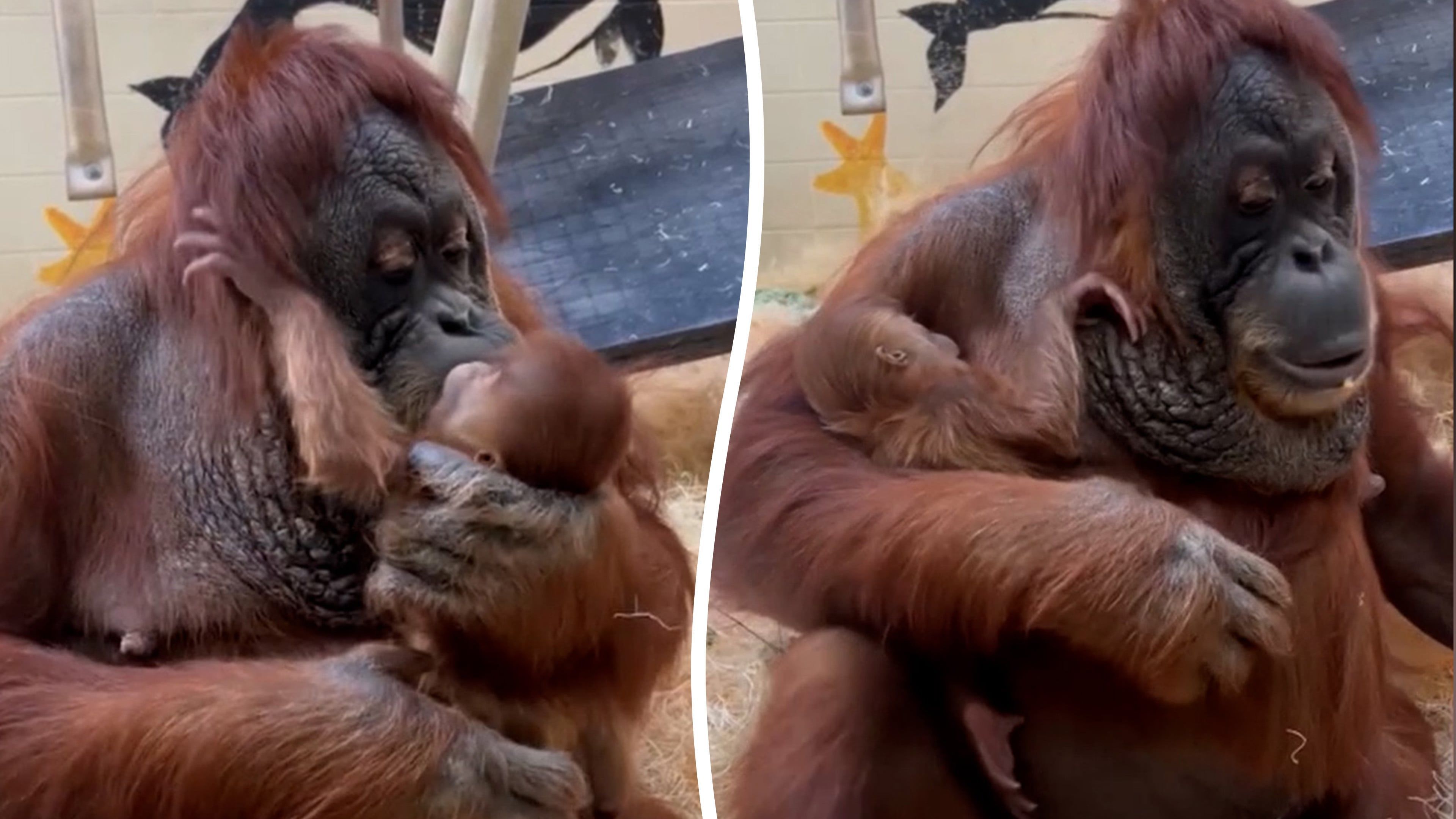 Video: Orang-Utan-Baby Ru gedeiht mit Mutter Jahe im Memphis Zoo