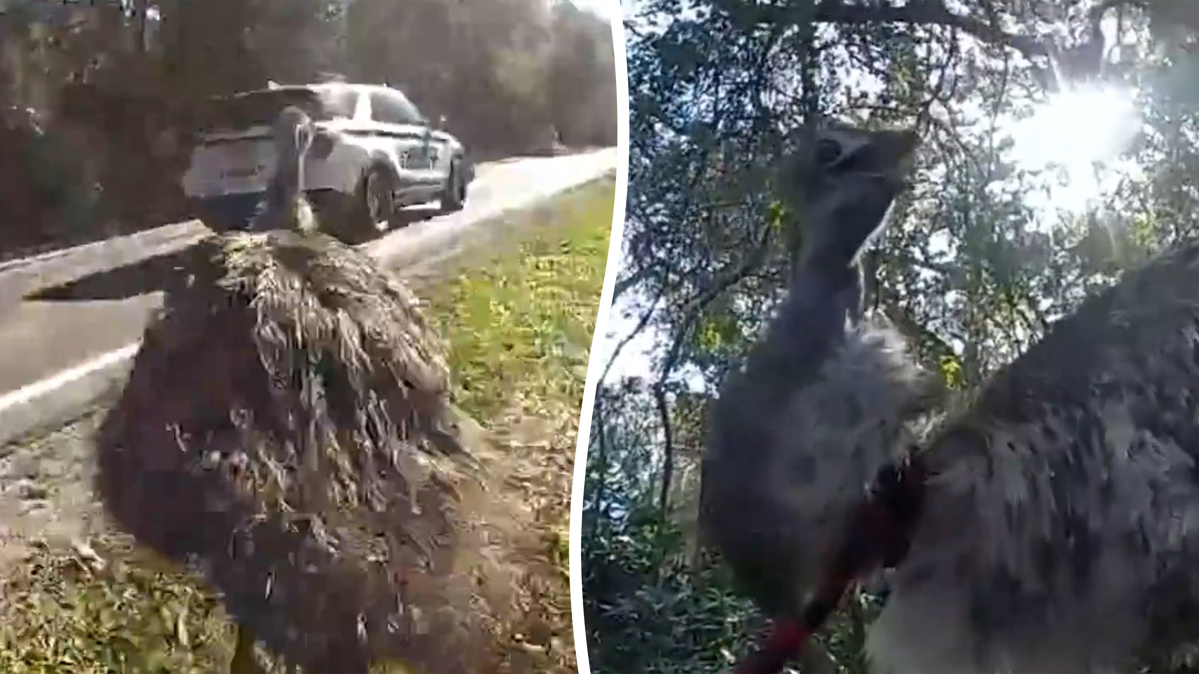 Video: Entflohener Emu mit Lasso eingefangen, in Handschellen gelegt und dem Besitzer zurückgegeben