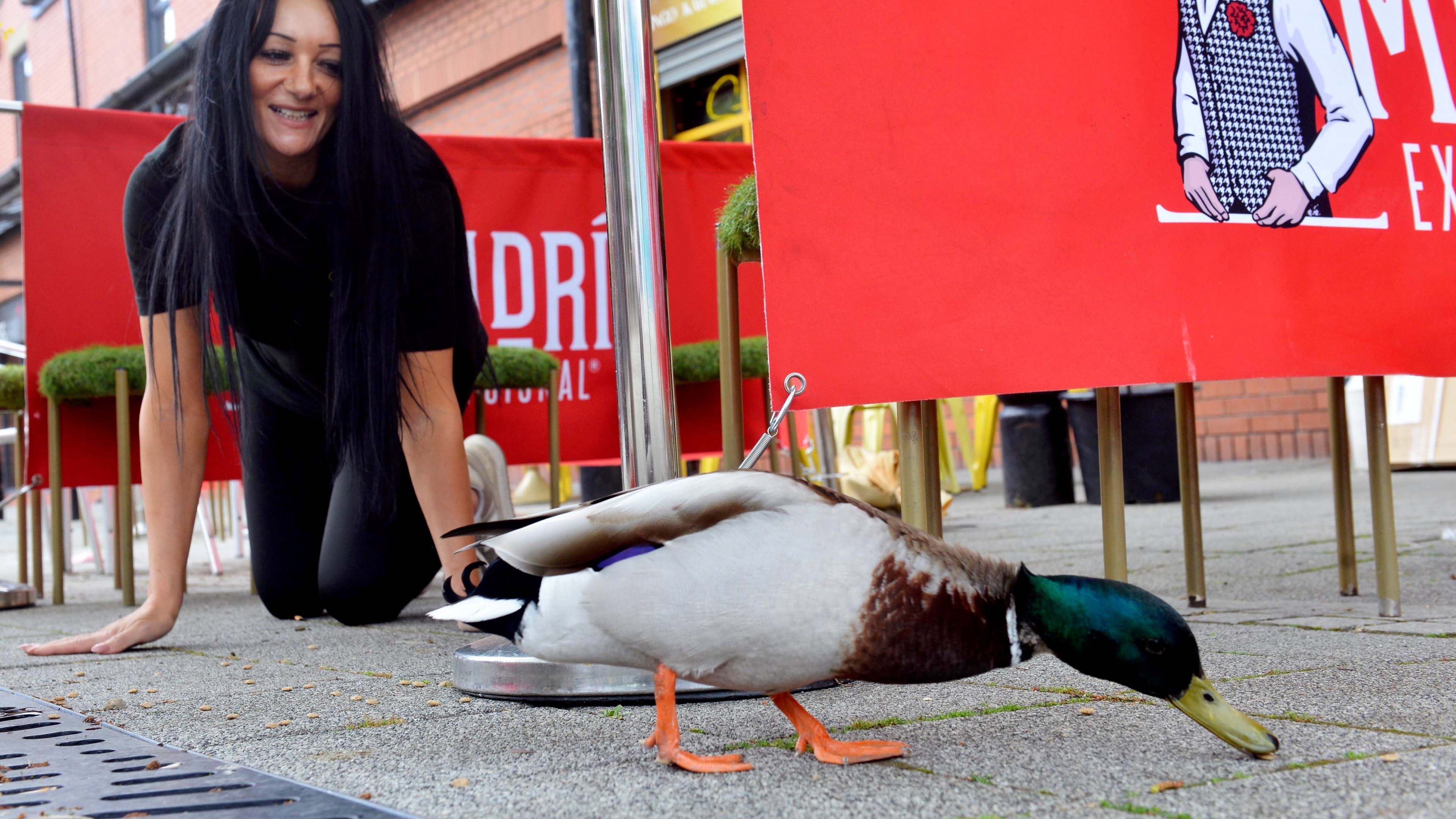 Video: Was watschelt denn da herein?! Zwei Enten werden zu unerwarteten Stammgästen im örtlichen Pub