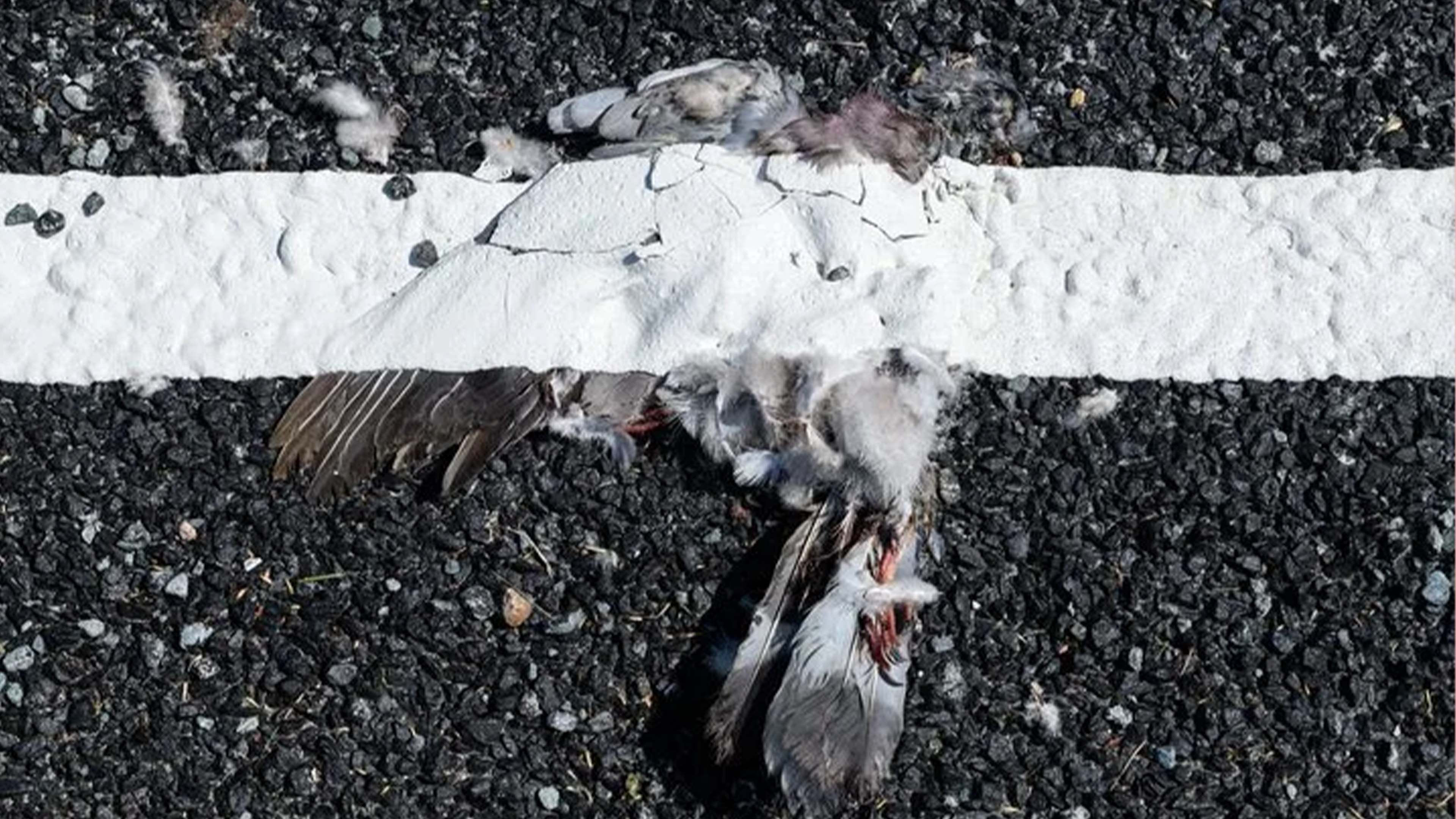 Video: Council blasted for painting fresh road markings over dead animals