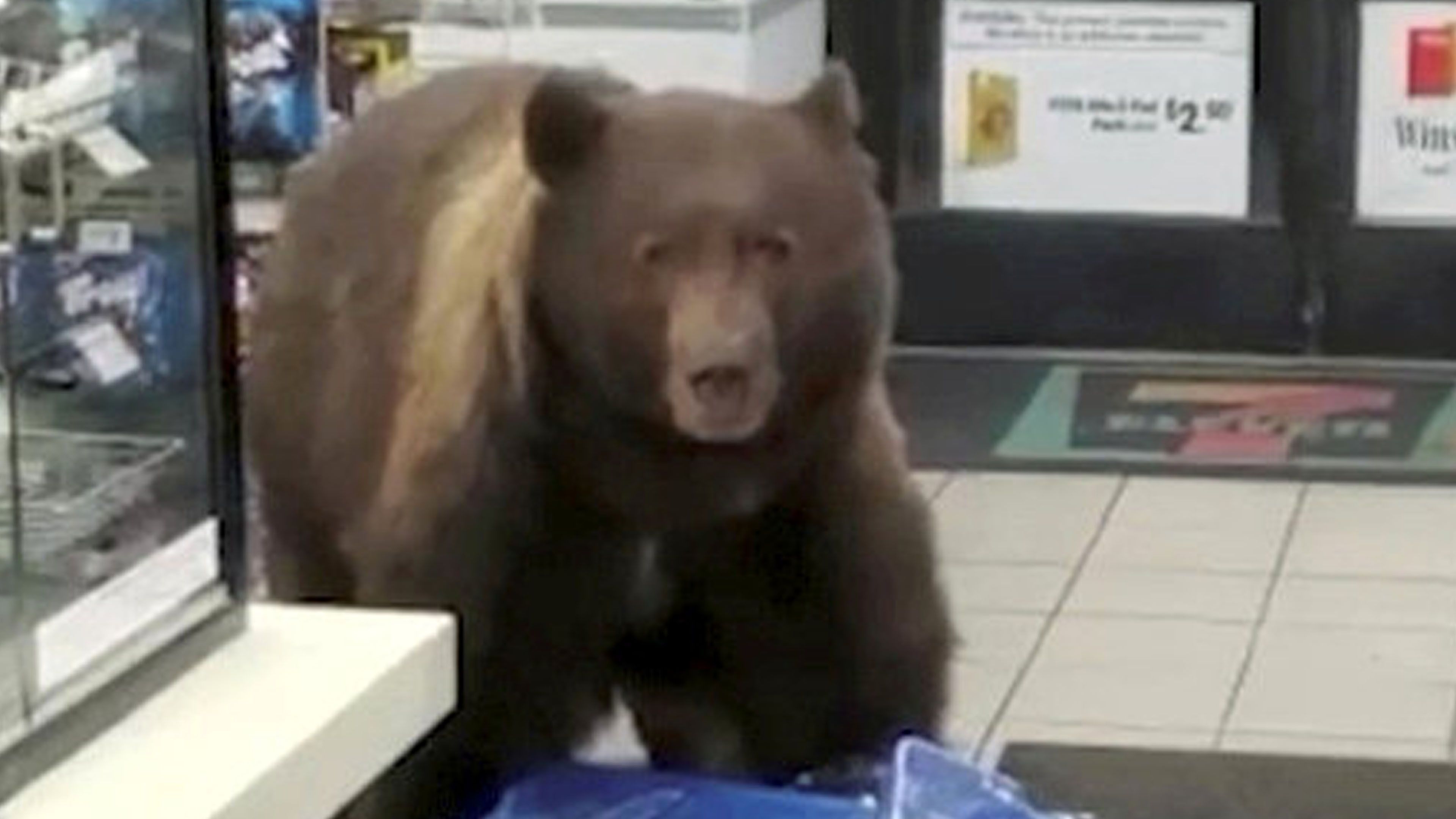 Video: Riesiger Braunbär betritt 7-Eleven-Filiale und bedient sich an SCHOKORIEGELN