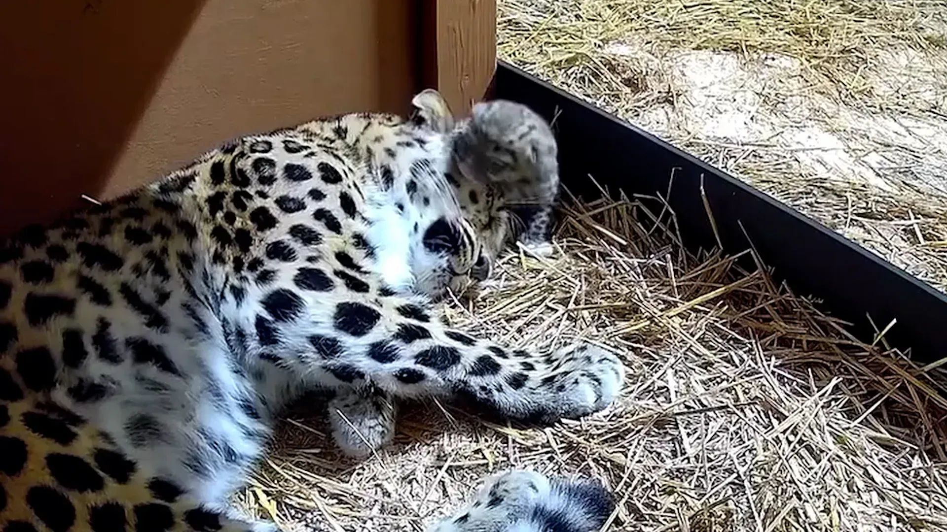Video: Seltenes Amurleopardenjunges ist im Cleveland Metroparks Zoo geboren