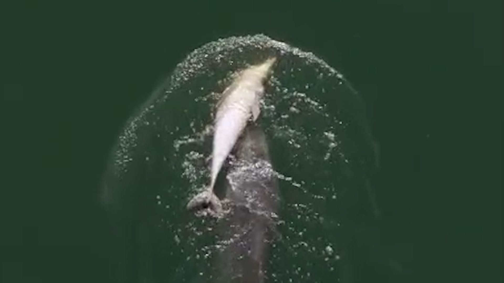 Video: Trauernde Delfinmutter trug ihr totes Kalb sechs Tage lang auf dem Rücken im Meer