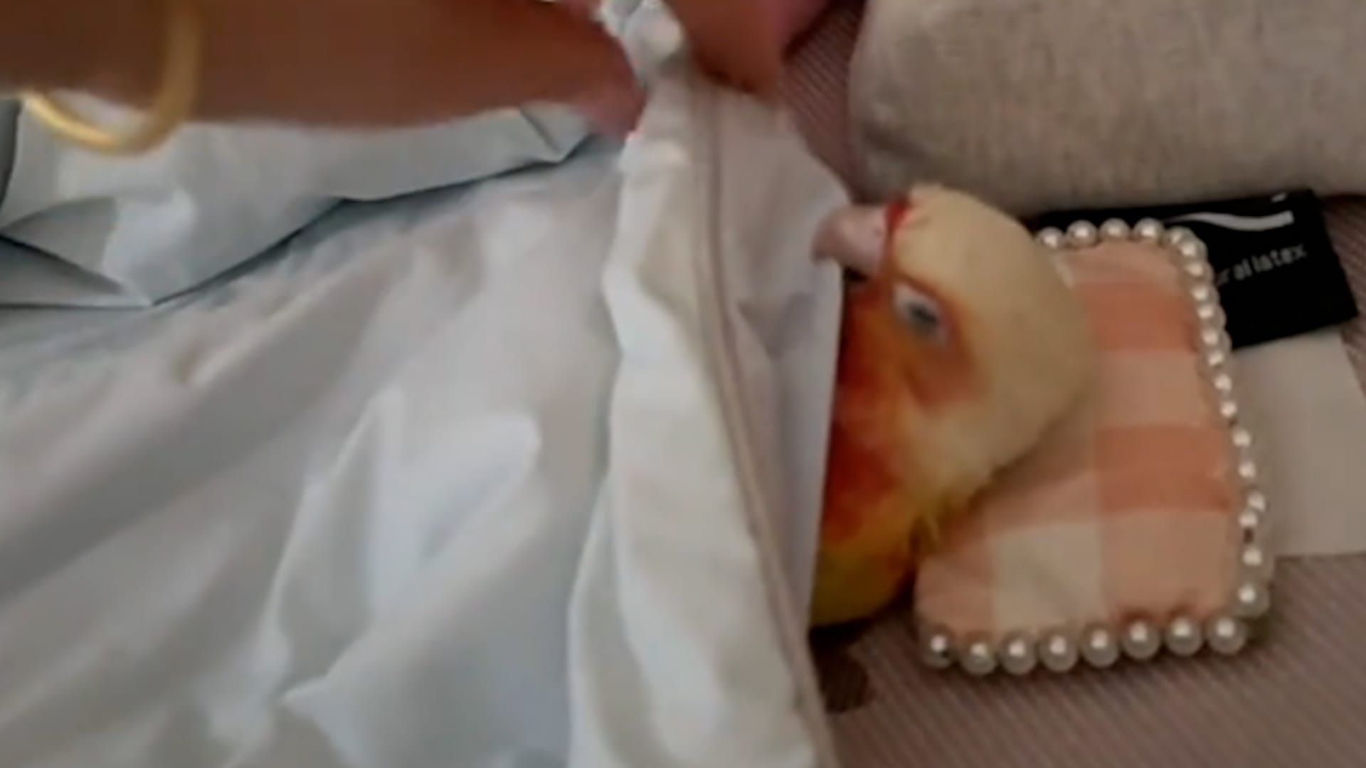 Video: Dieser Papagei hat sein eigenes Kopfkissen – und schläft neben einem kleinen Mädchen