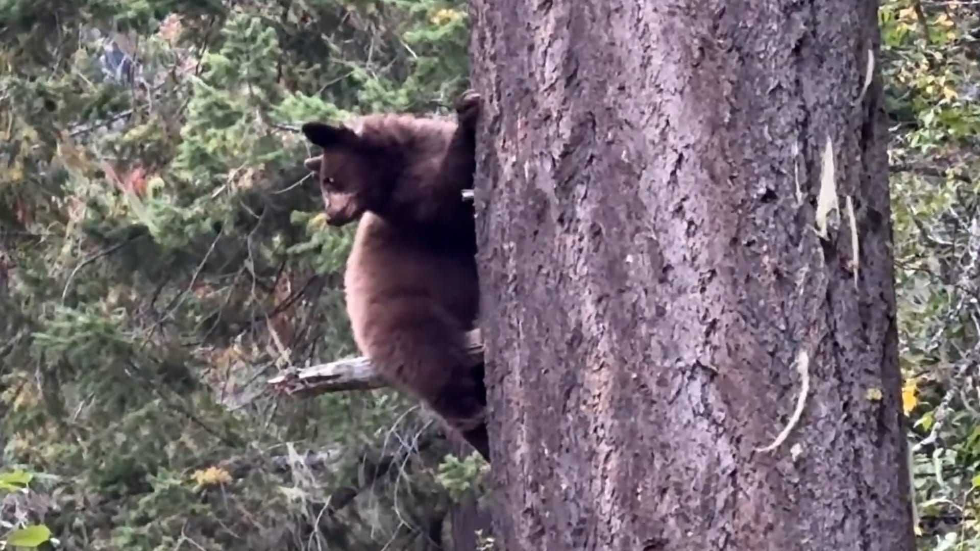 Video: Moment, in dem ein Bärenjunges auf einem Baum Zuflucht sucht, während ein riesiger Bär darunter umherstreift
