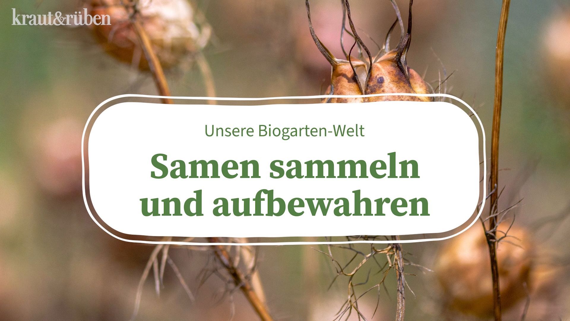 DIY: Blumensamen sammeln und lagern