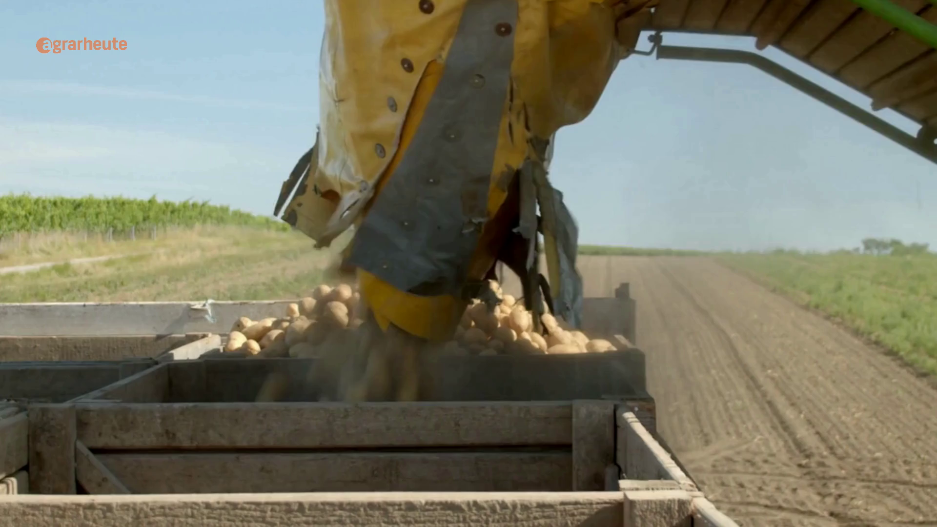 Potato Flood in Germany – and Empty Shelves in Australia