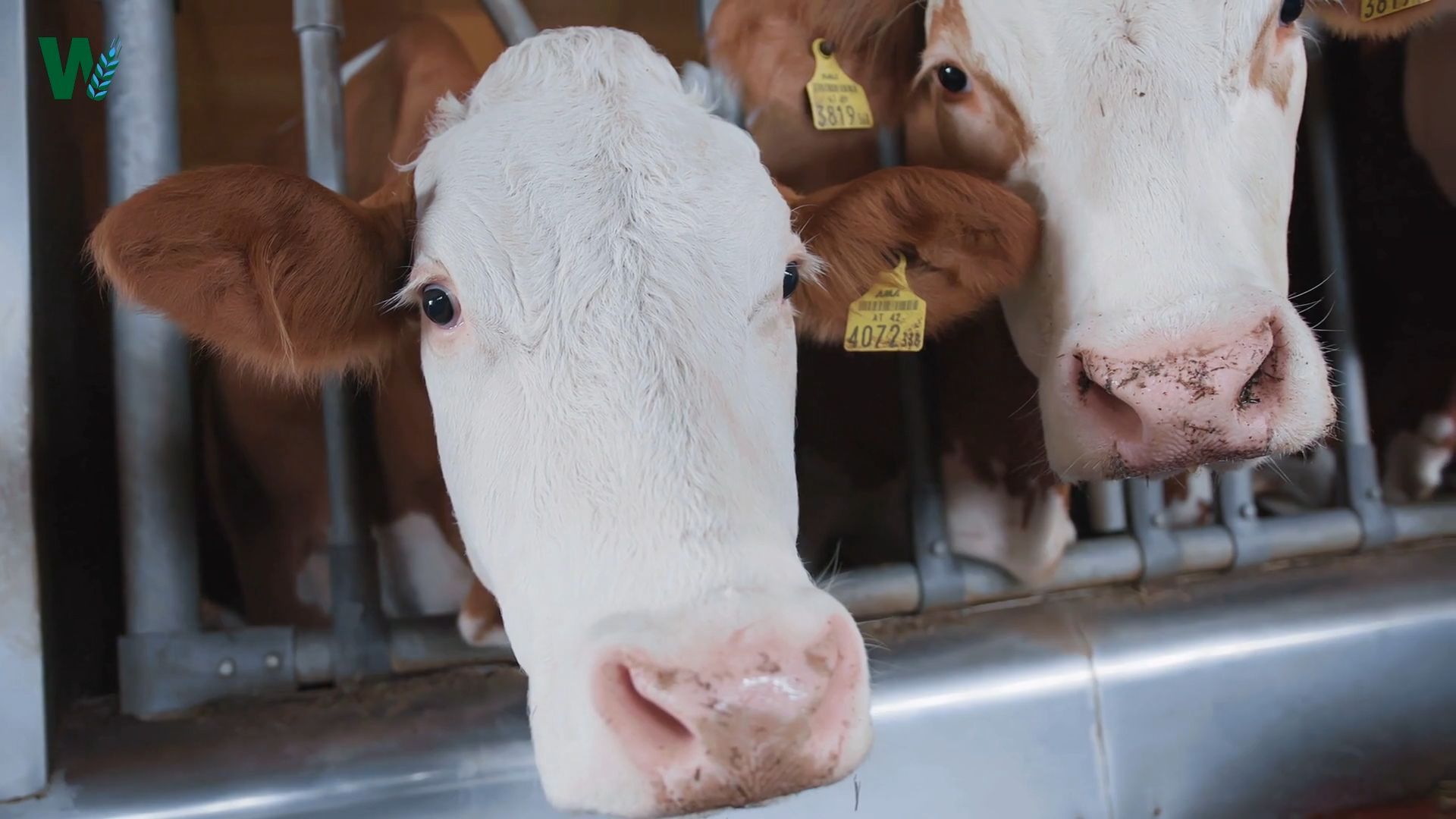 Construction of a Dairy Barn: How much farmers pay for a new cowshed in 2025