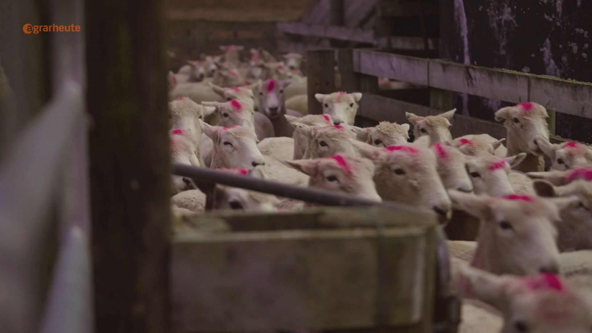 Farmer slaughters sheep - and ignores all regulations: Court stops farmer