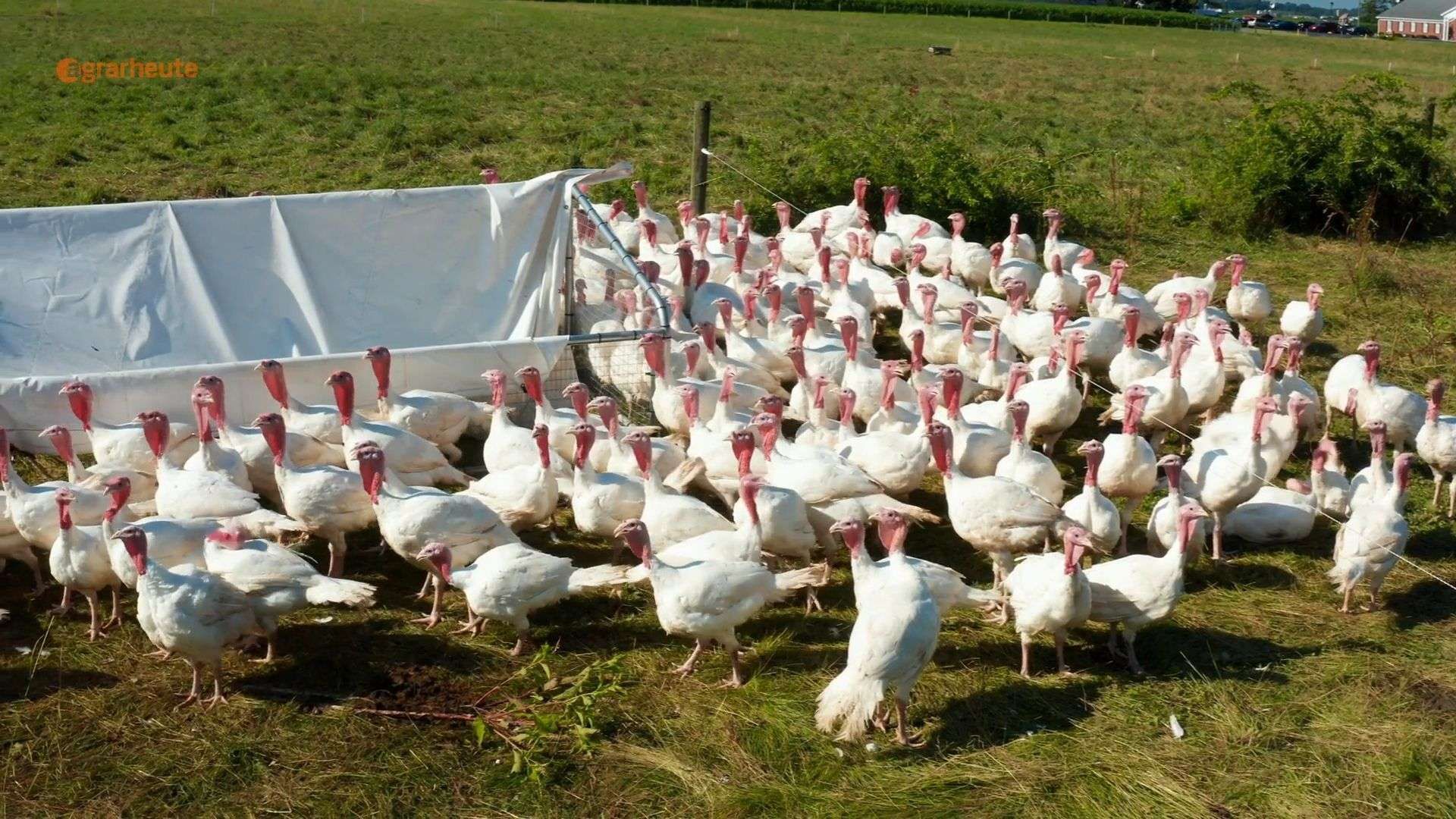 Video: Zwei Vogelgrippe-Impfstoffe bewilligt: Das müssen Geflügelhalter wissen