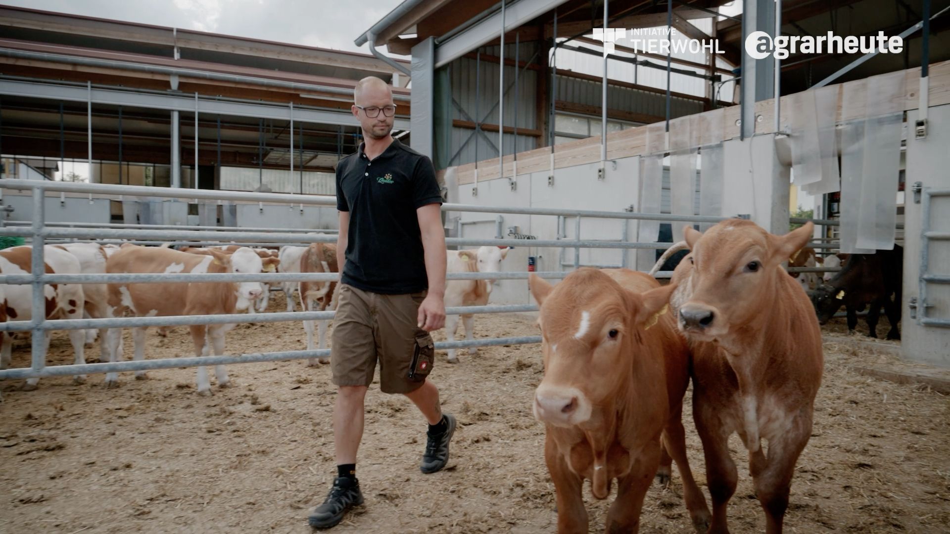 Kälbermast neu gedacht - Wie Tierwohl im Stall wirklich funktioniert