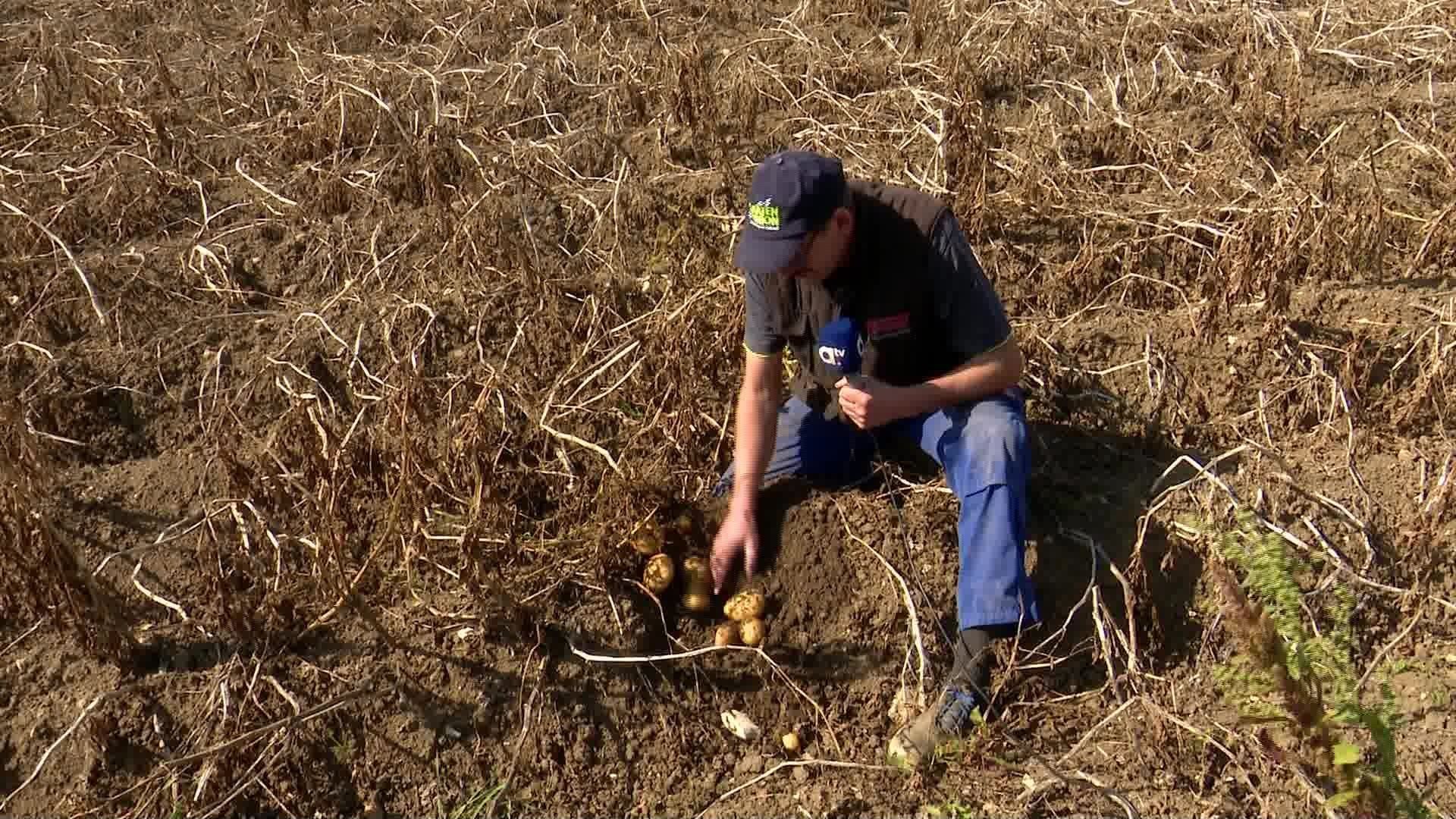 Kartoffelernte – Landwirte ziehen Fazit nach turbulentem Sommer