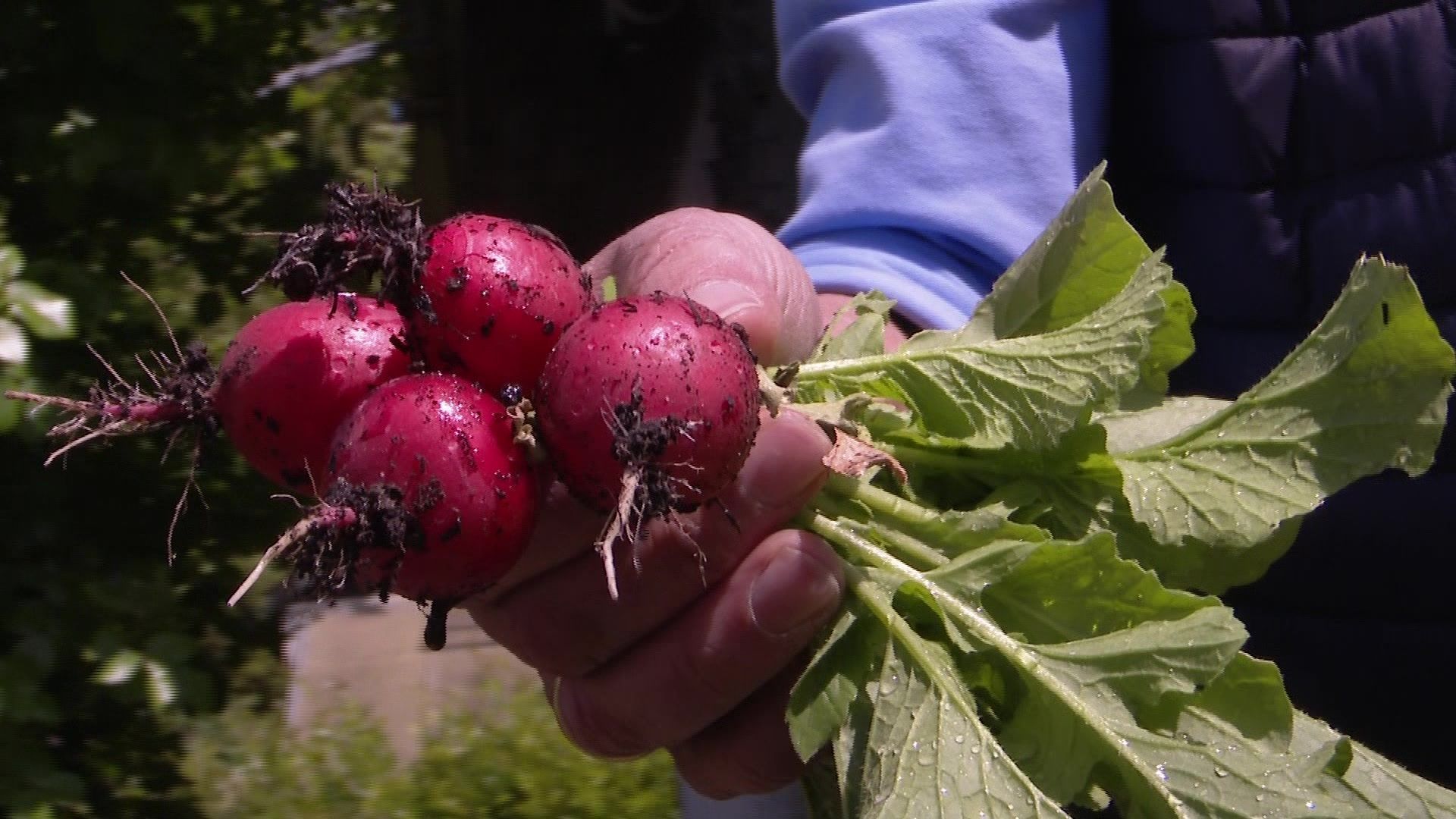 Kleingartenanlage - Gardening for Health