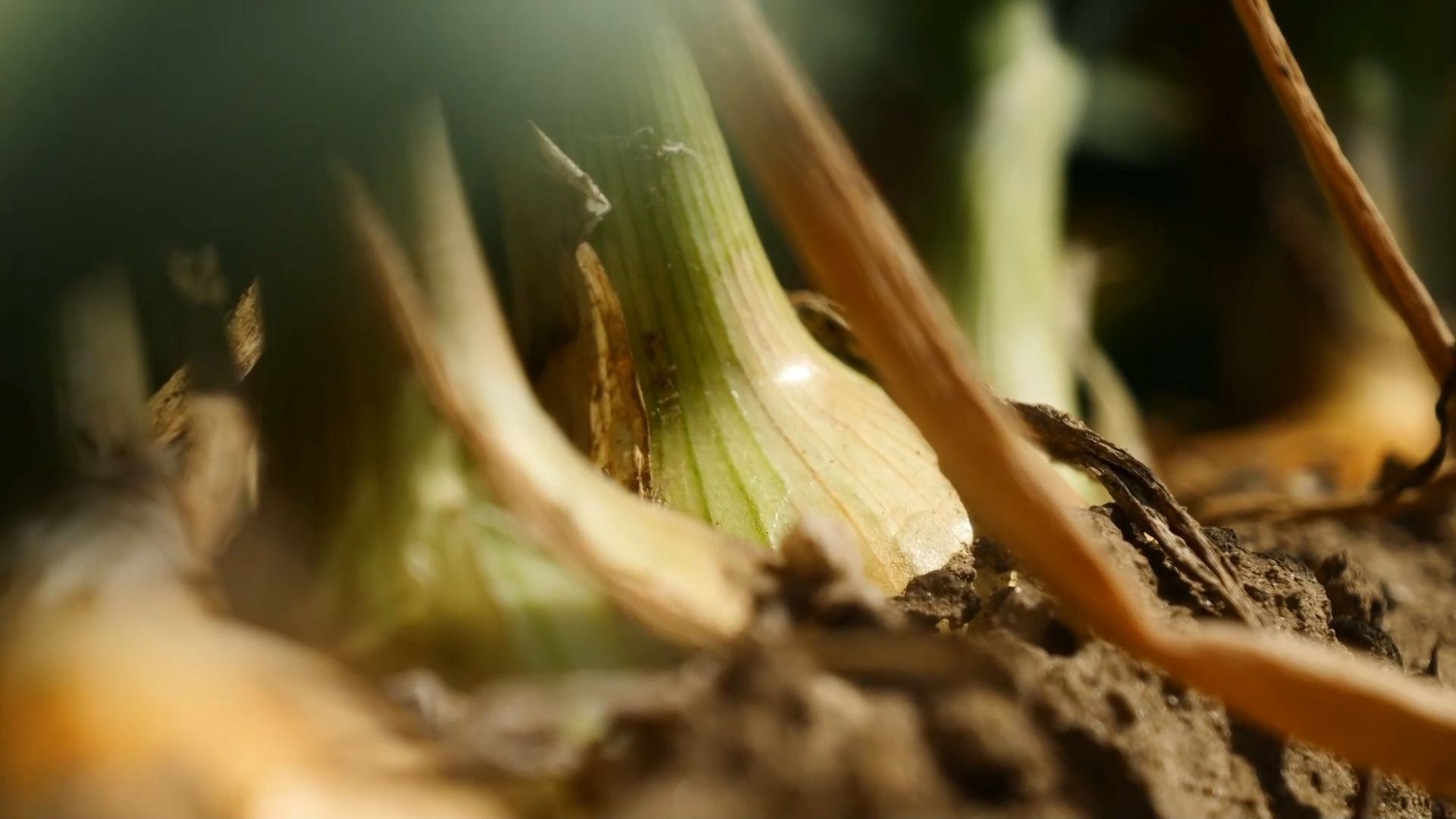 Video: Berufung Landwirt: Viele Ausgaben und hoffentlich großer Ertrag