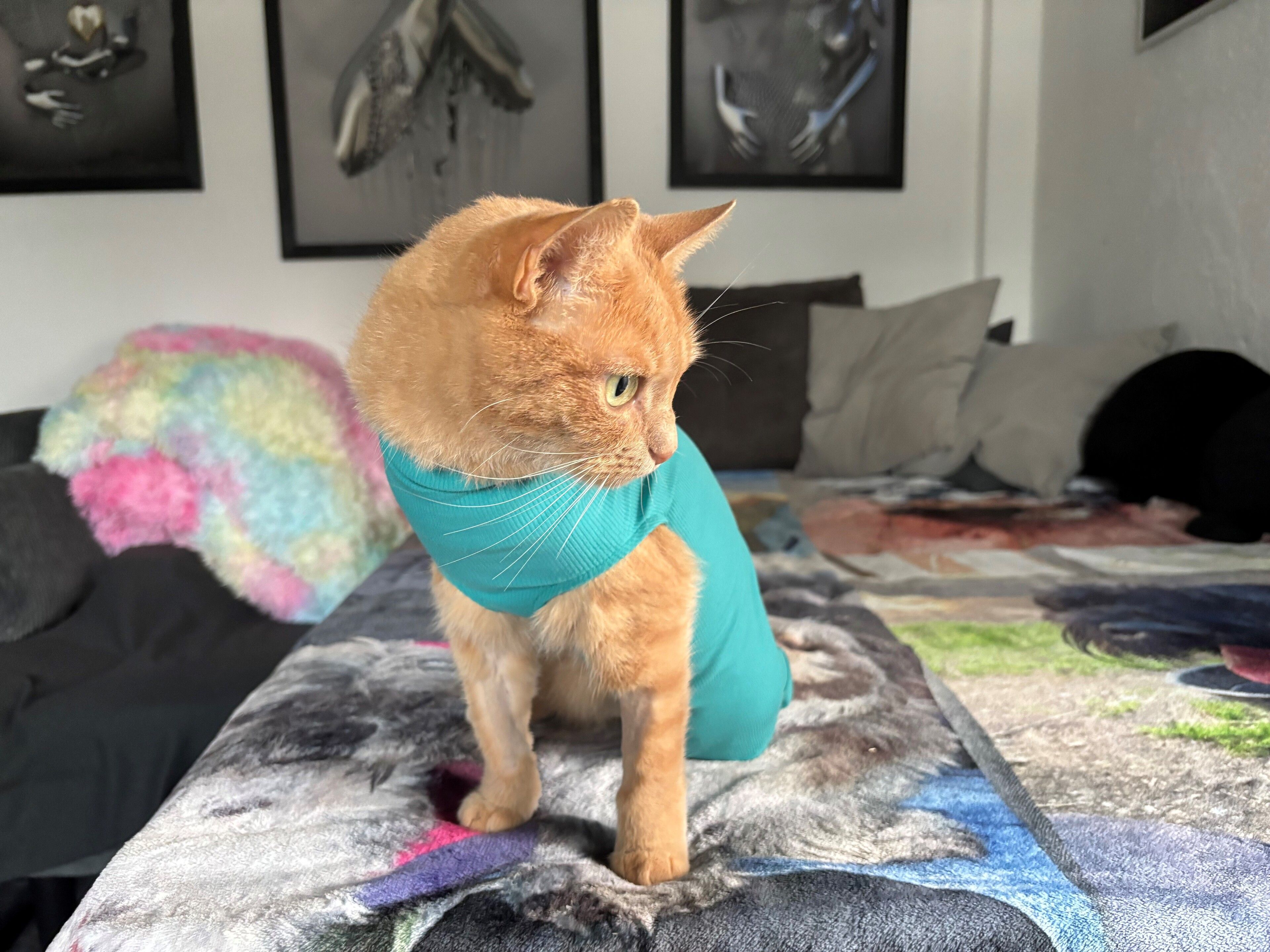 Video: Katze angeschossen: Die kleine Nala verliert bei einem Schuss ihr Bein