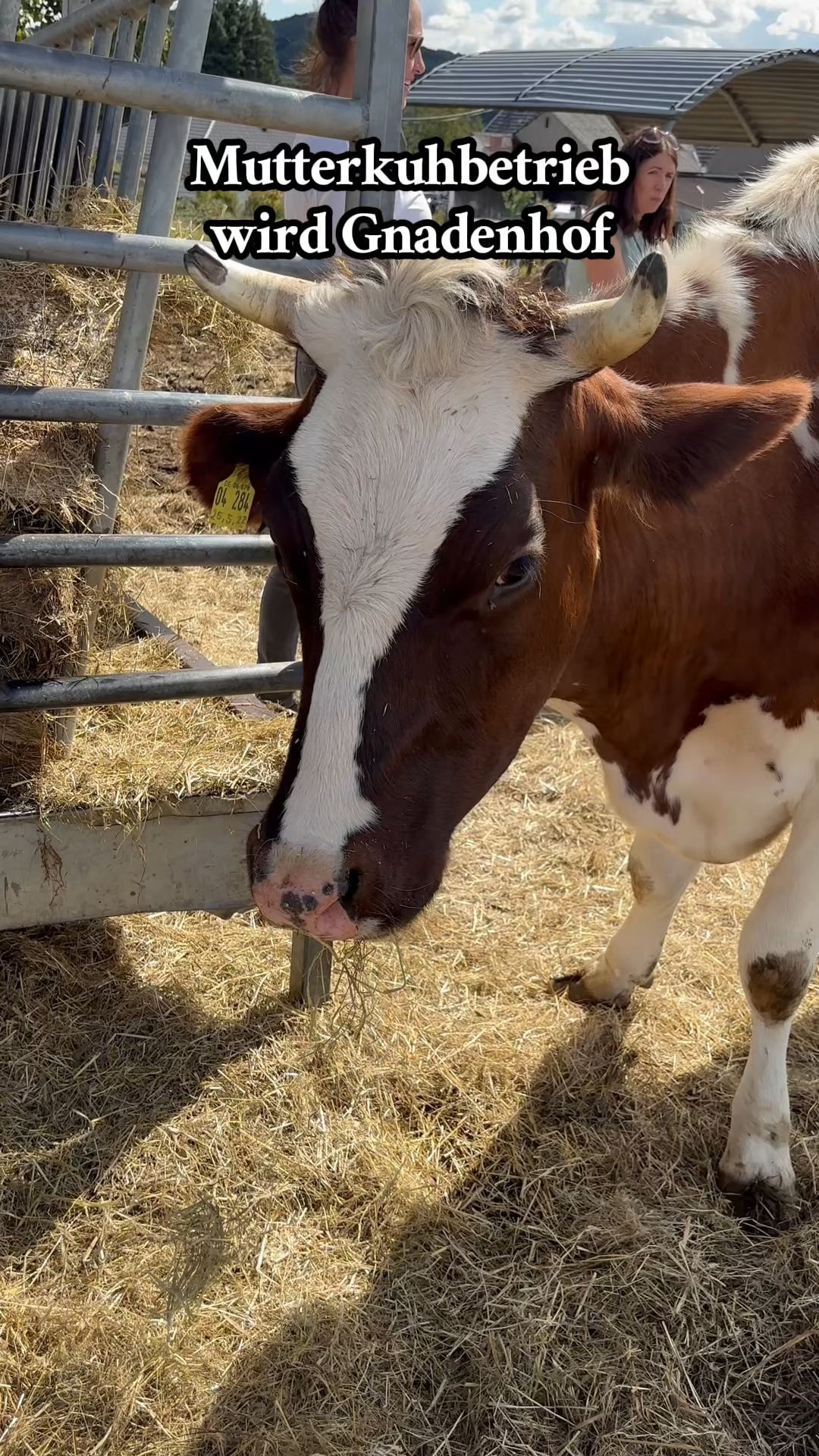 Video: Mutterkuhbetrieb aus der Pfalz wird zu Gnadenhof