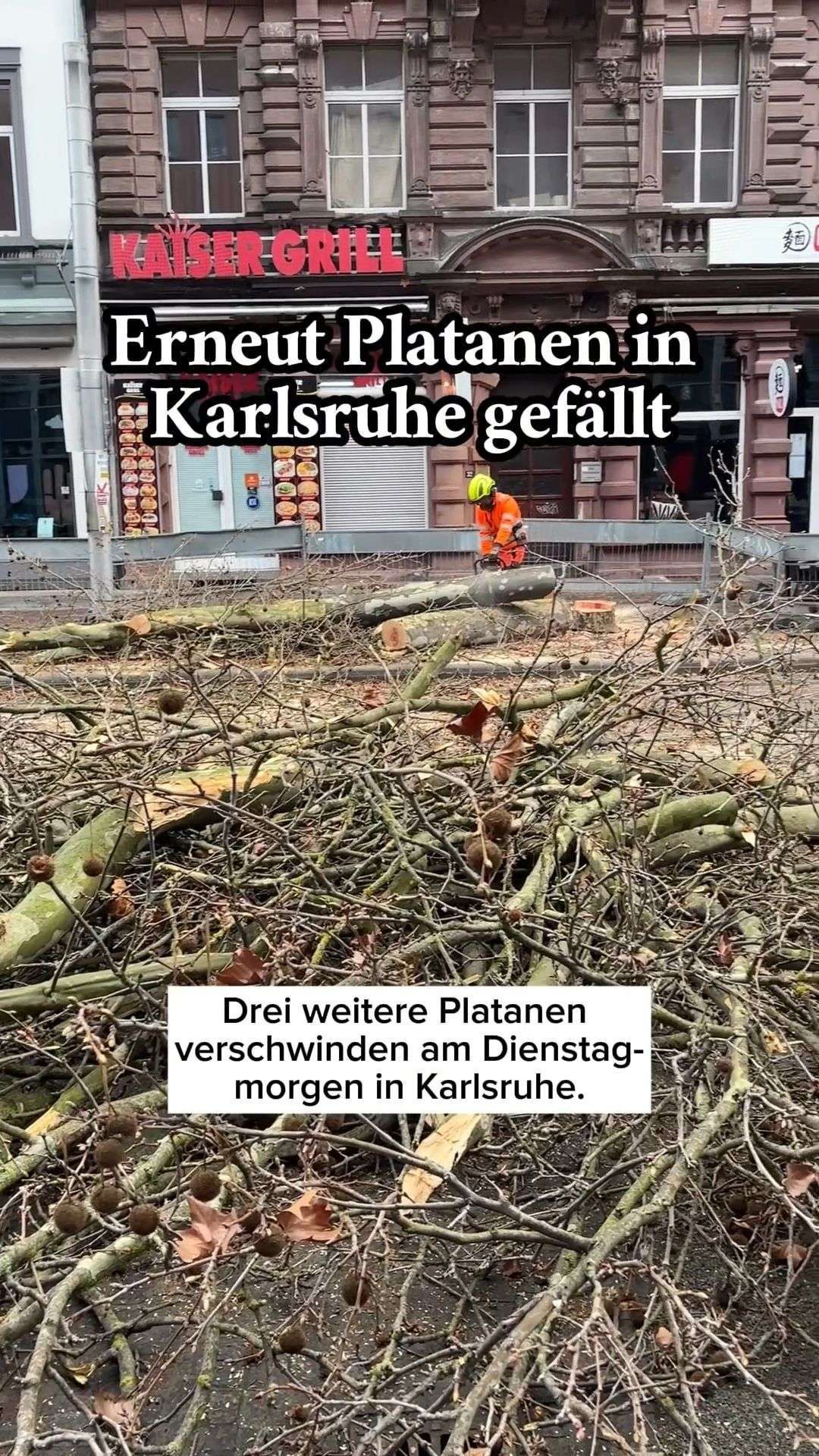 Video: Karlsruher Kaiserstraße: Erneut Platanen gefällt