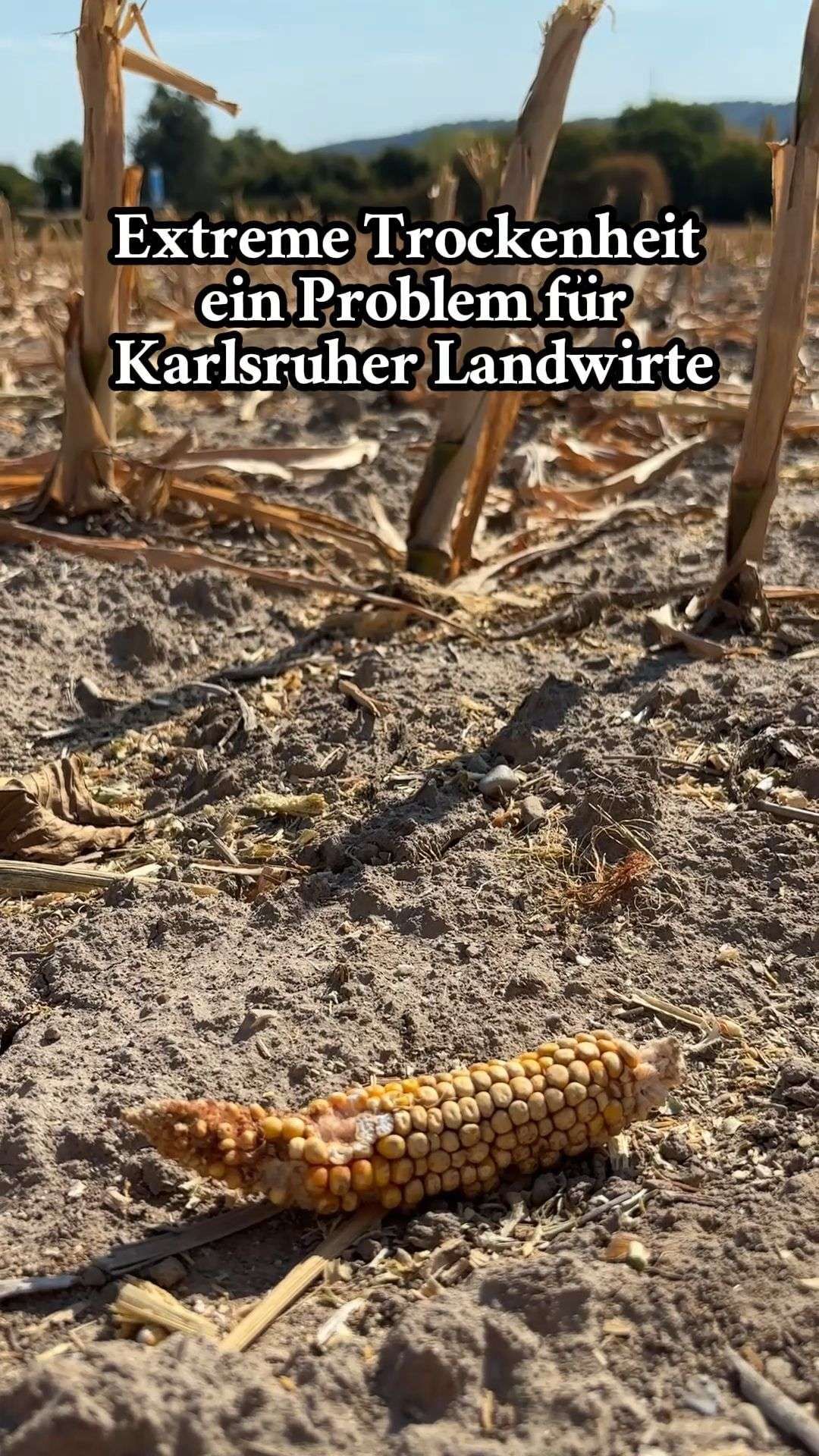 Video: Extreme Trockenheit: Problem für Karlsruher Landwirte