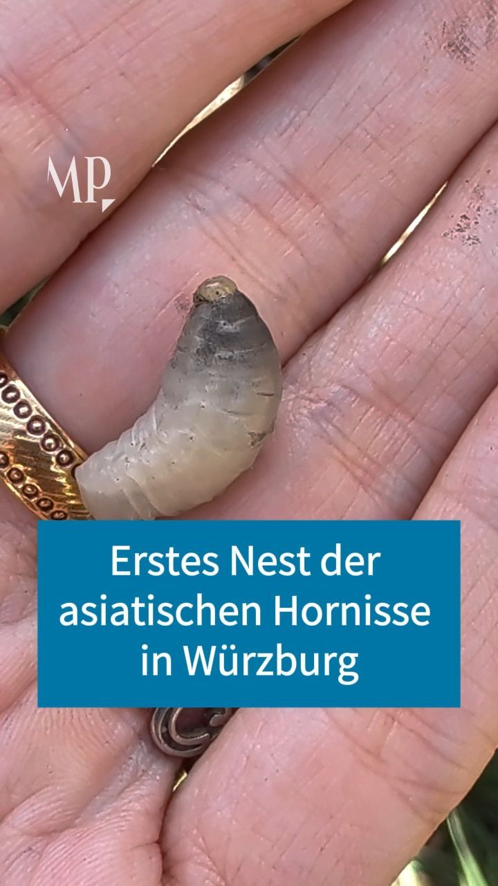 Video: Hornissennest Würzburg