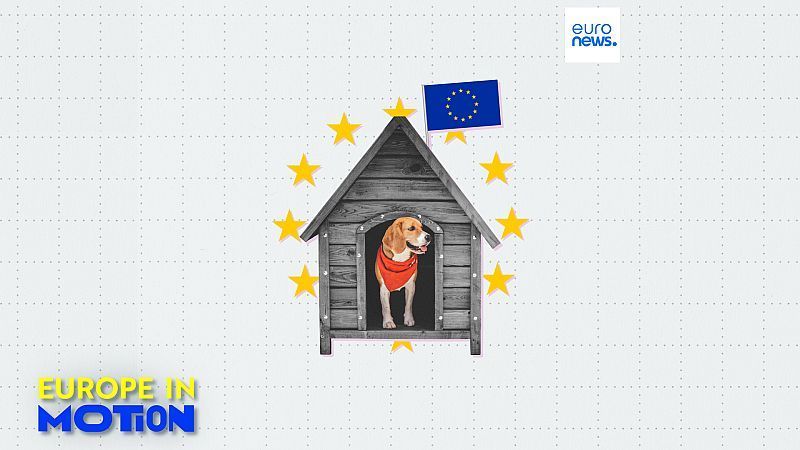 Hunde als Haustiere: Wo in der EU ist der beste Freund des Menschen am beliebtesten?